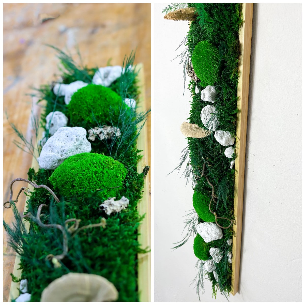 Geschenk Rahmen modern moos Moosbild Hellgrün Grün Natur Moosbilder Mooswand Pflanzen Pflanzenbild Flachmoos Waldmoos Muttertag Geburtstag Wohnung Wand Deko Dekoration Stein Steine Waldstein Baumschwamm Baumpilz Pilze Baumpilz Ast Äste Nussbaum Korkenzieher Korkenzieheräste Gedankenwunder Manufaktur Kugelmoos Hügelmoos Design Designer Wandbild Flechte Flechten biophelic grün Baumscheiben Waldmoos Gemälde Holz Holzsorten Auswahl Farben Steinpfad