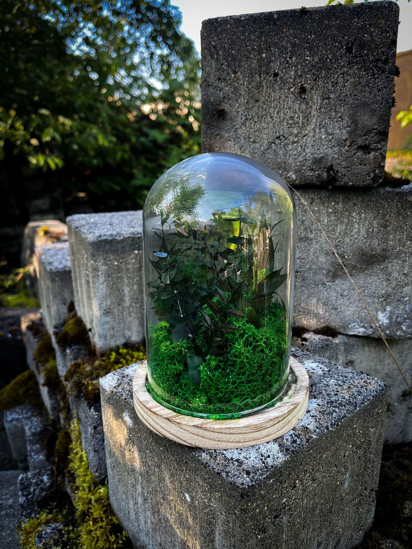 Glasglocke Glaskuppel Pflanze Pflanzen Miniatur Garten Welt Farnblatt Kuppel Glas grün Moos Rentiermoos Island Islandmoos