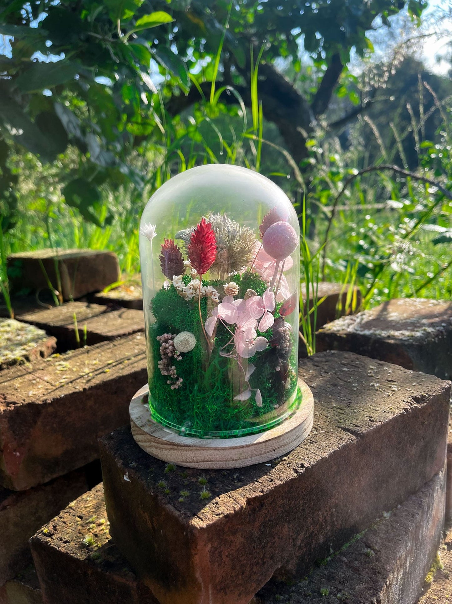 Geschenk Rahmen modern moos Pflanzen Pflanzenbild Muttertag Geburtstag Wohnung Wand Deko Dekoration Islandmoos Rentiermoos Mohn Glasglocke Kuppel Glaskuppel Blume Blumen Trockenblumen Käaseglocke Boden Display Holz Sockel rund Wölbung rot rosa Mädchen diy