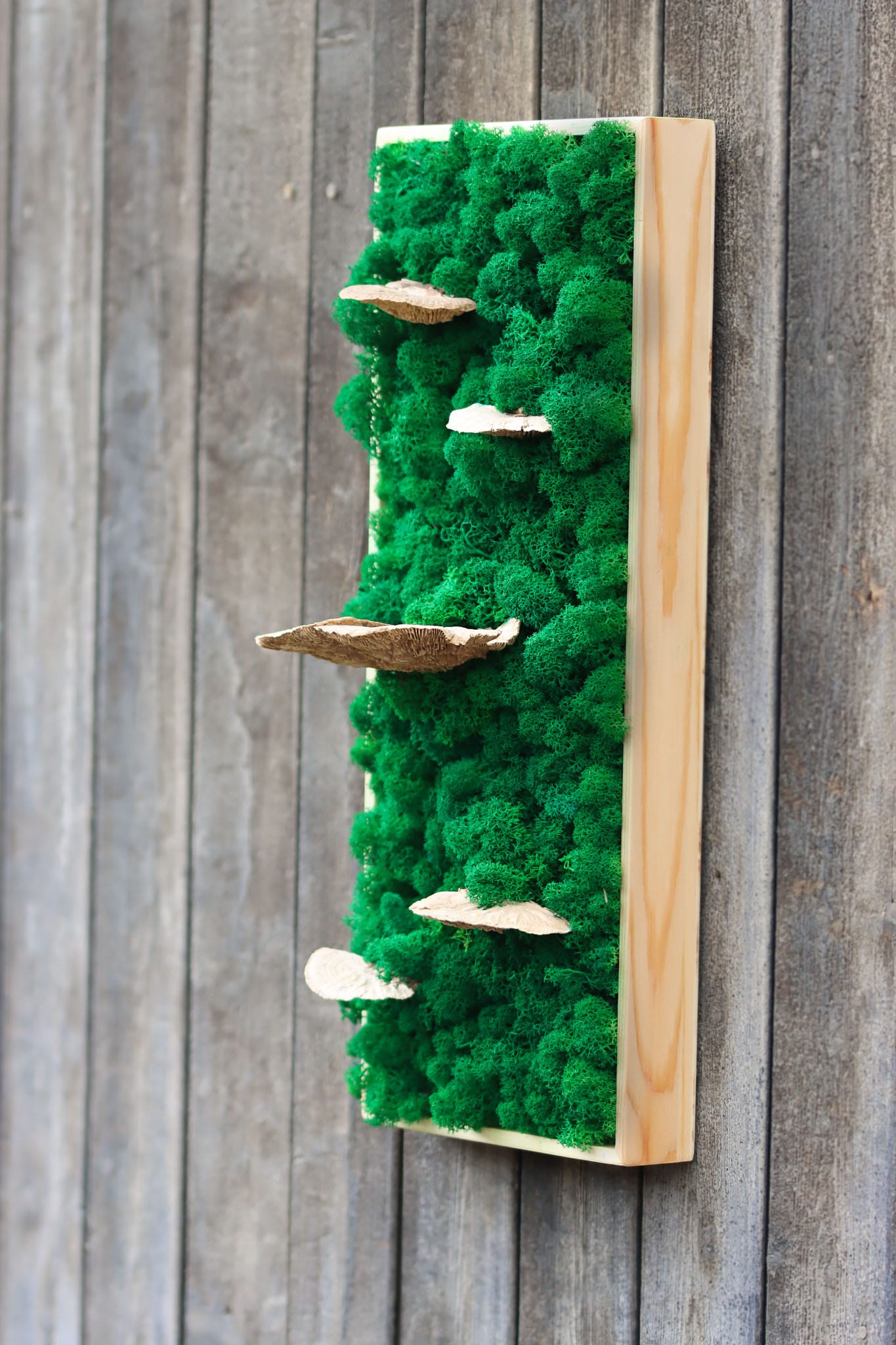 Geschenk Rahmen modern moos Moosbild Hellgrün Grün Natur Moobilder Mooswand Pflanzen Pflanzenbild Waldmoos Muttertag Geburtstag Wohnung Wand Deko Dekoration Islandmoos Rentiermoos innen grün Wald Innenraum Deko Dekoration Baum Baumschwamm Baumpilz Pilz Schwamm Rechteck biophelic designer