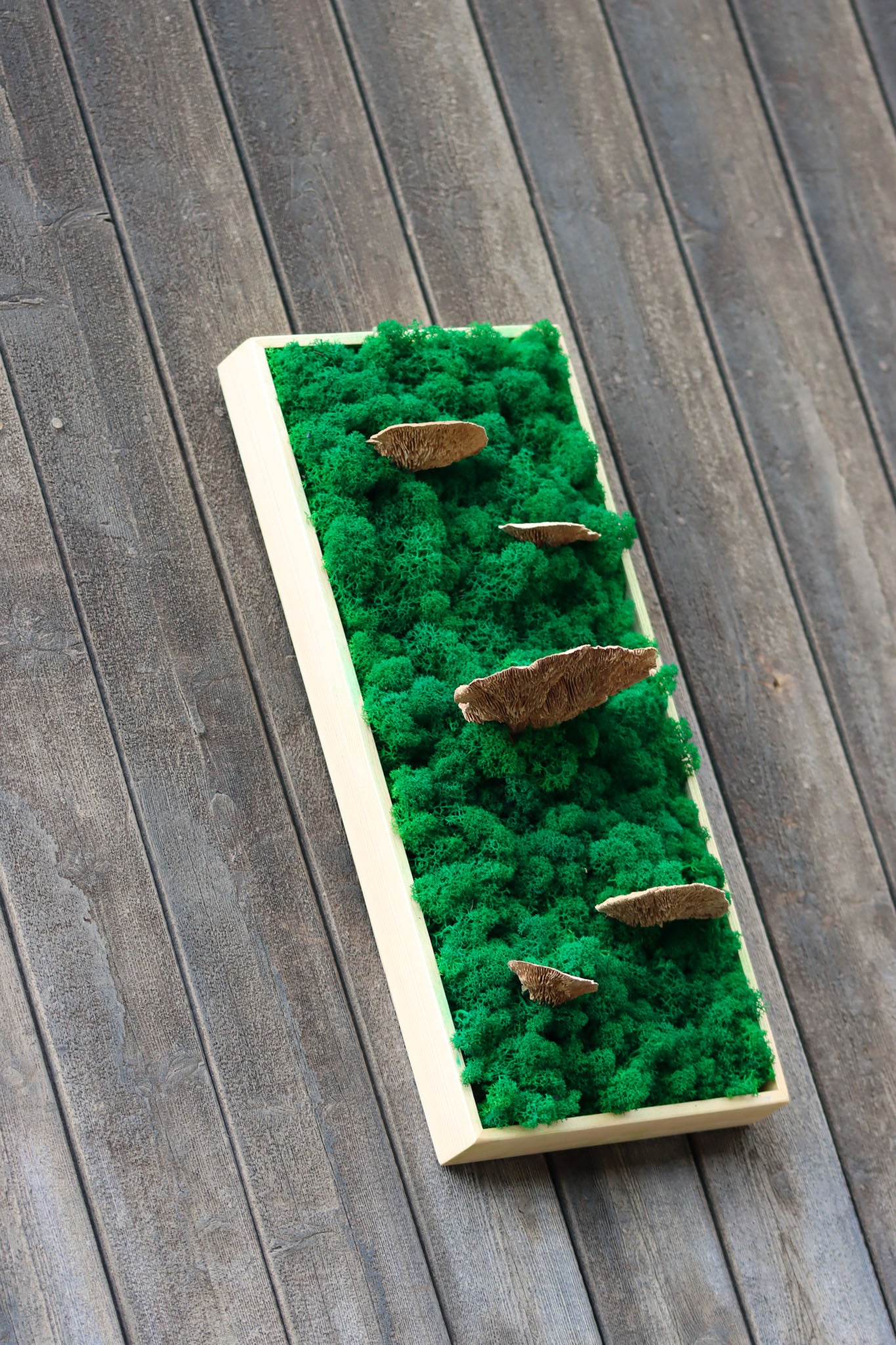 Geschenk Rahmen modern moos Moosbild Hellgrün Grün Natur Moobilder Mooswand Pflanzen Pflanzenbild Waldmoos Muttertag Geburtstag Wohnung Wand Deko Dekoration Islandmoos Rentiermoos innen grün Wald Innenraum Deko Dekoration Baum Baumschwamm Baumpilz Pilz Schwamm Rechteck einzigartig Unikat