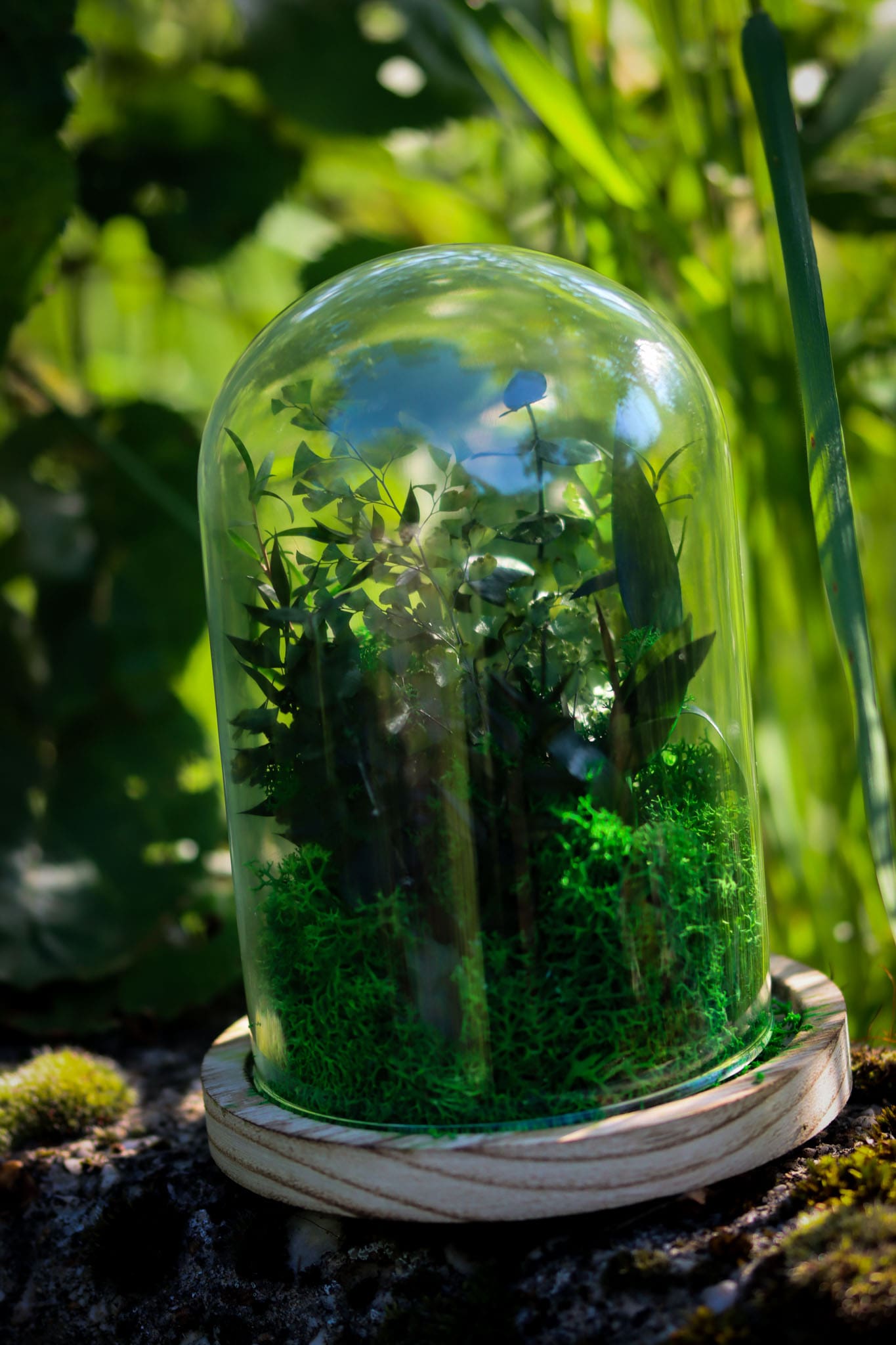 Glasglocke Glaskuppel Pflanze Pflanzen Miniatur Garten Welt Farnblatt Kuppel Glas