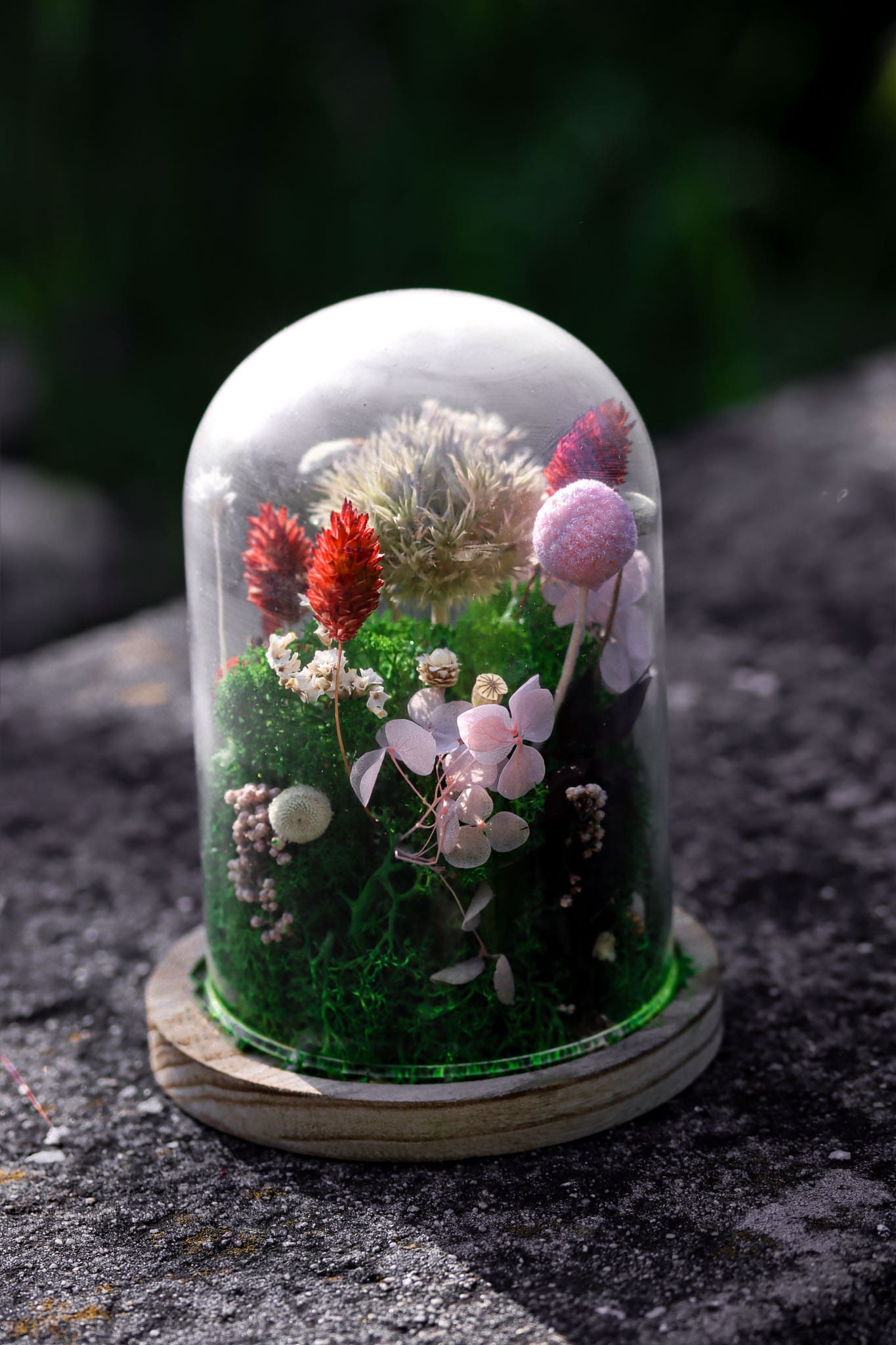 Geschenk Rahmen modern moos Pflanzen Pflanzenbild Muttertag Geburtstag Wohnung Wand Deko Dekoration Islandmoos Rentiermoos Mohn Glasglocke Kuppel Glaskuppel Blume Blumen Trockenblumen rot rosa Käaseglocke