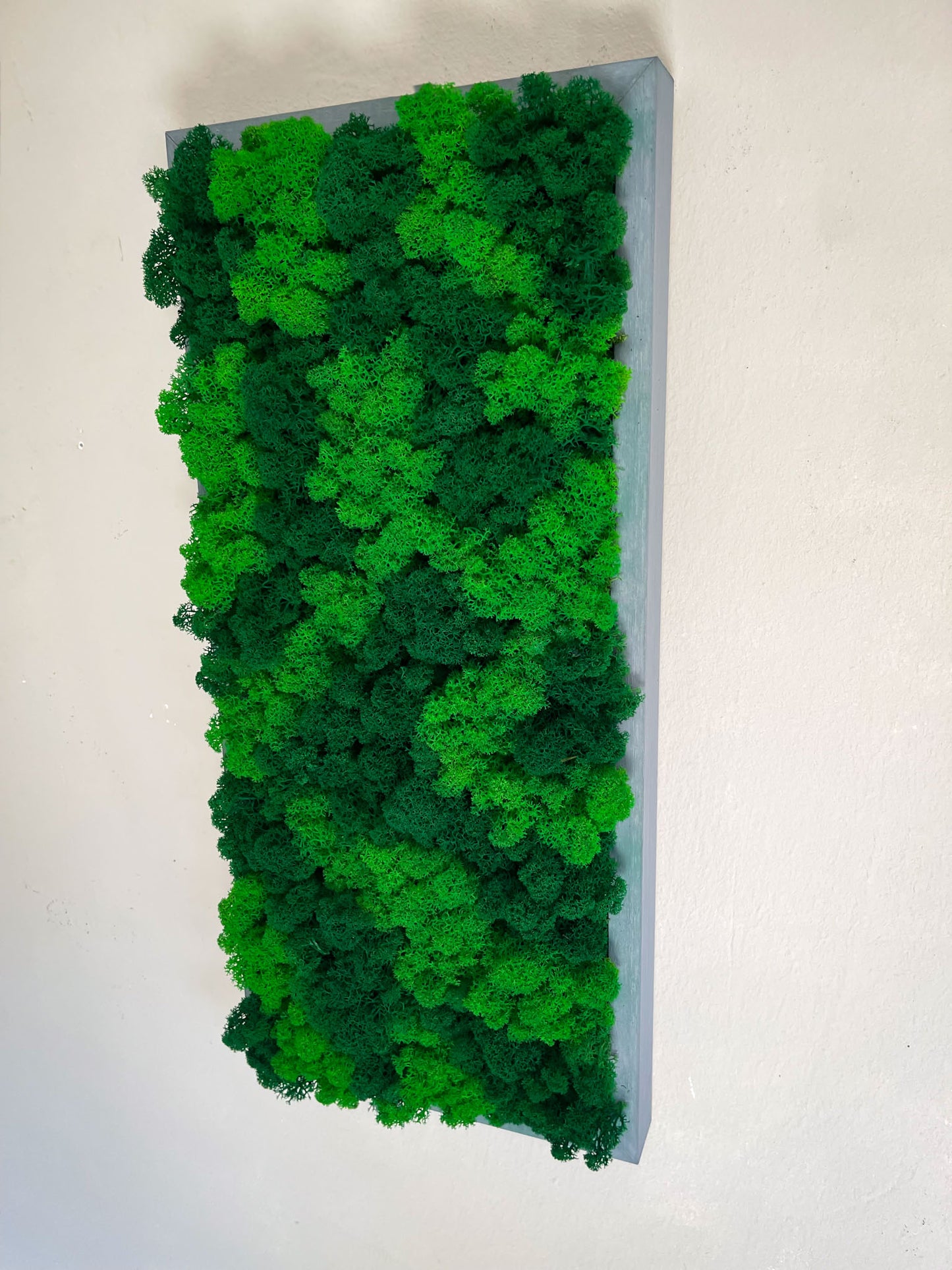 Geschenk Rahmen modern moos Moosbild Natur Moosbilder Mooswand Pflanzen Pflanzenbild Waldmoos Muttertag Geburtstag Wohnung Wand Deko Dekoration Islandmoos Rentiermoos Wandkunst Kombi Rechteck Leinwand Bild Mooskunst Moos