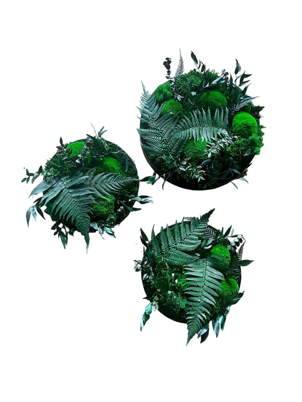 Moosbild Wandgarten Gedankenwunder Rund kreis Ball Hügel Hügelmoos biophelic Farn Farnblatt Rahmen Mooswand Dschungel Urban Design Tropen Urlaub Waldmoos Geschenk Home Office Büro Laden Einreichtung Zimmer Schaufenster diy Handmade Miniaturgarten Miniatur Wald