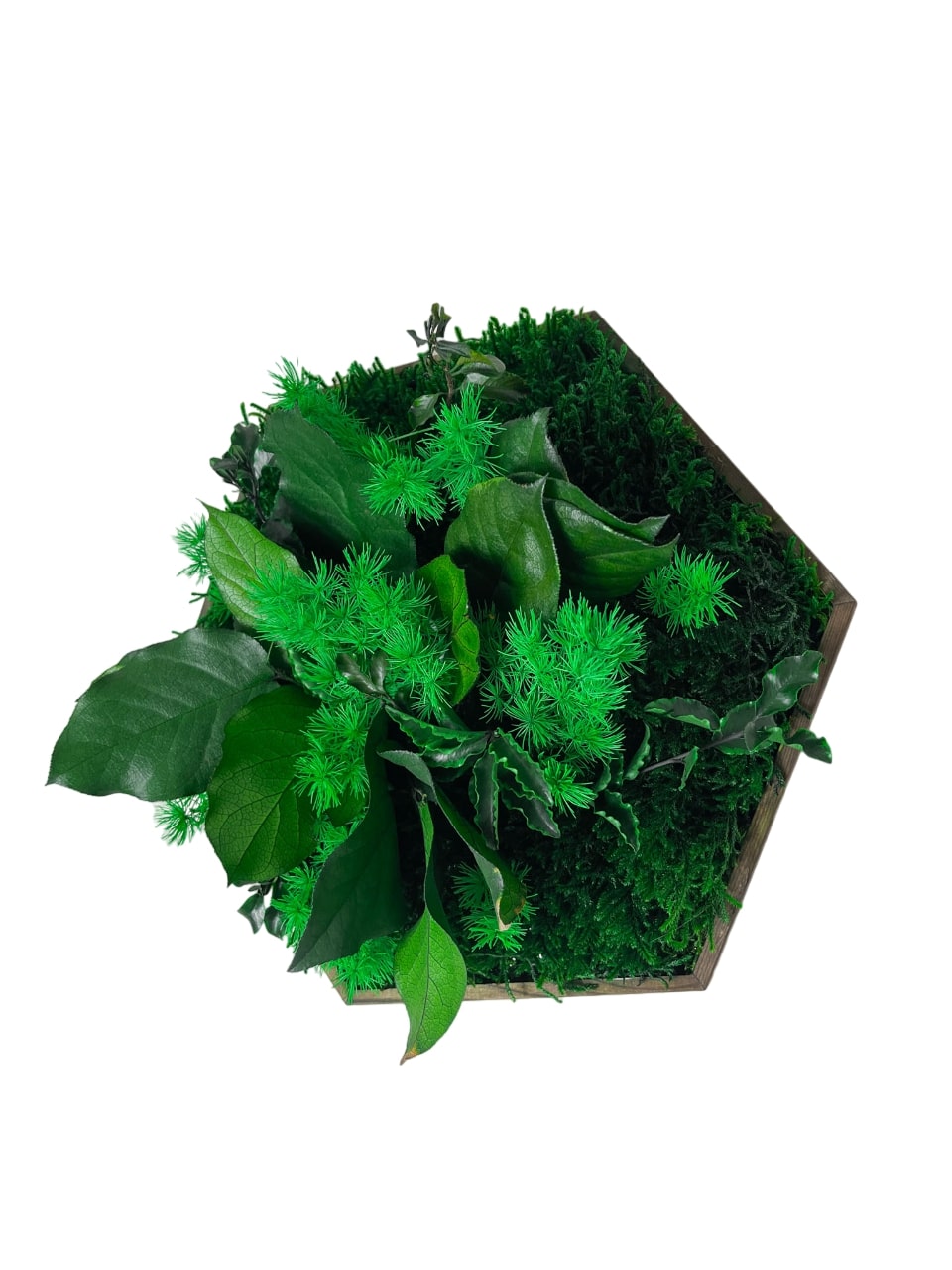 Geschenk Rahmen modern moos Moosbild Hellgrün Grün Natur Moosbilder Mooswand Pflanzen Pflanzenbild Flachmoos Waldmoos Muttertag Geburtstag Wohnung Wand Deko Dekoration Wanddeko Hexagon Wabe Blatt Pflanzenbild Pflanzen