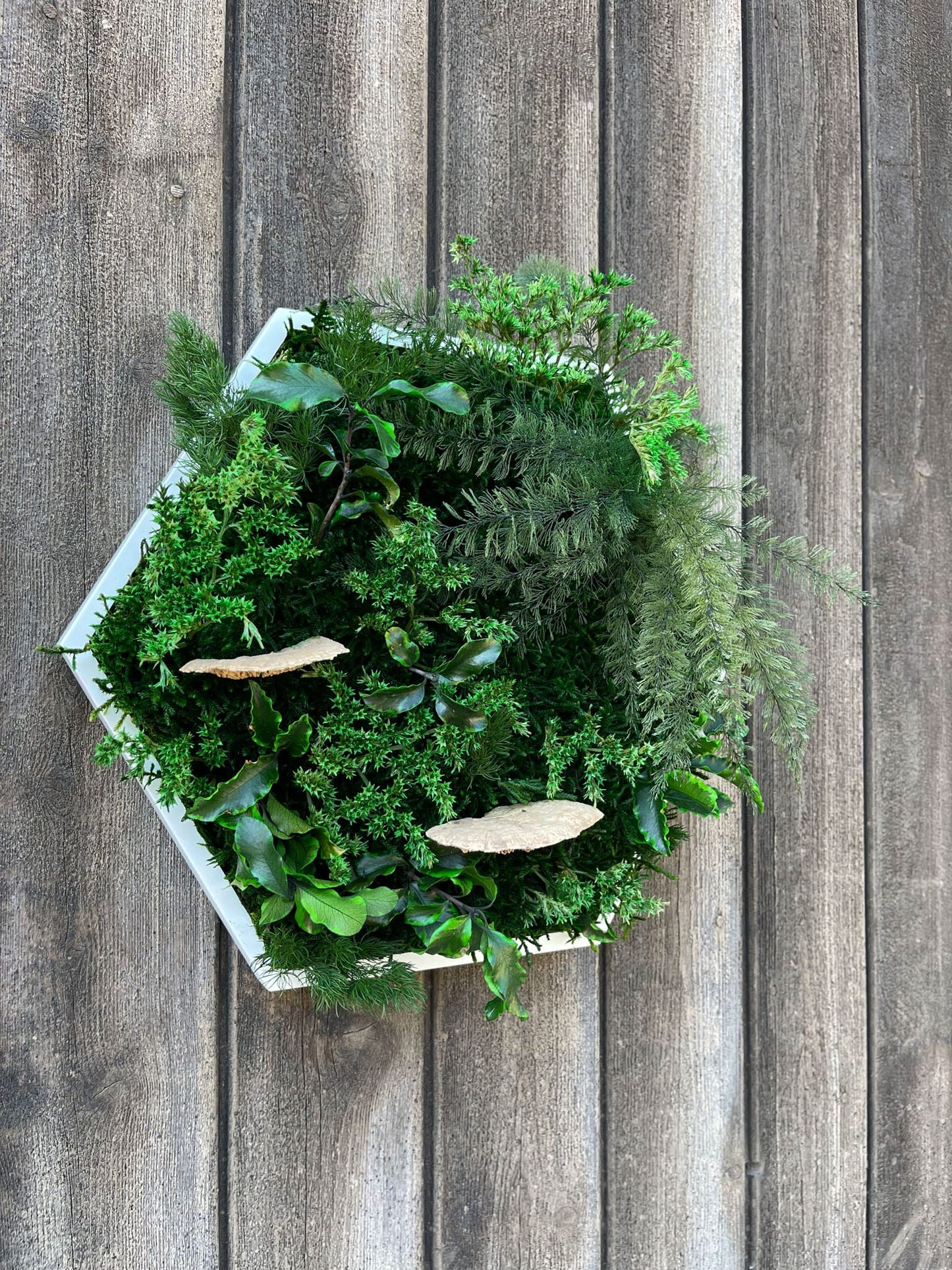 Geschenk Rahmen modern moos Moosbild Hellgrün Grün Natur Moosbilder Mooswand Pflanzen Pflanzenbild Flachmoos Waldmoos Muttertag Geburtstag Wohnung Wand Deko Dekoration innen grün Wald Innenraum biophelic Dschungel Wabe Hexagon Sechseck Luftfarn Wald Raum Büro Laden Einrichtung Home Office