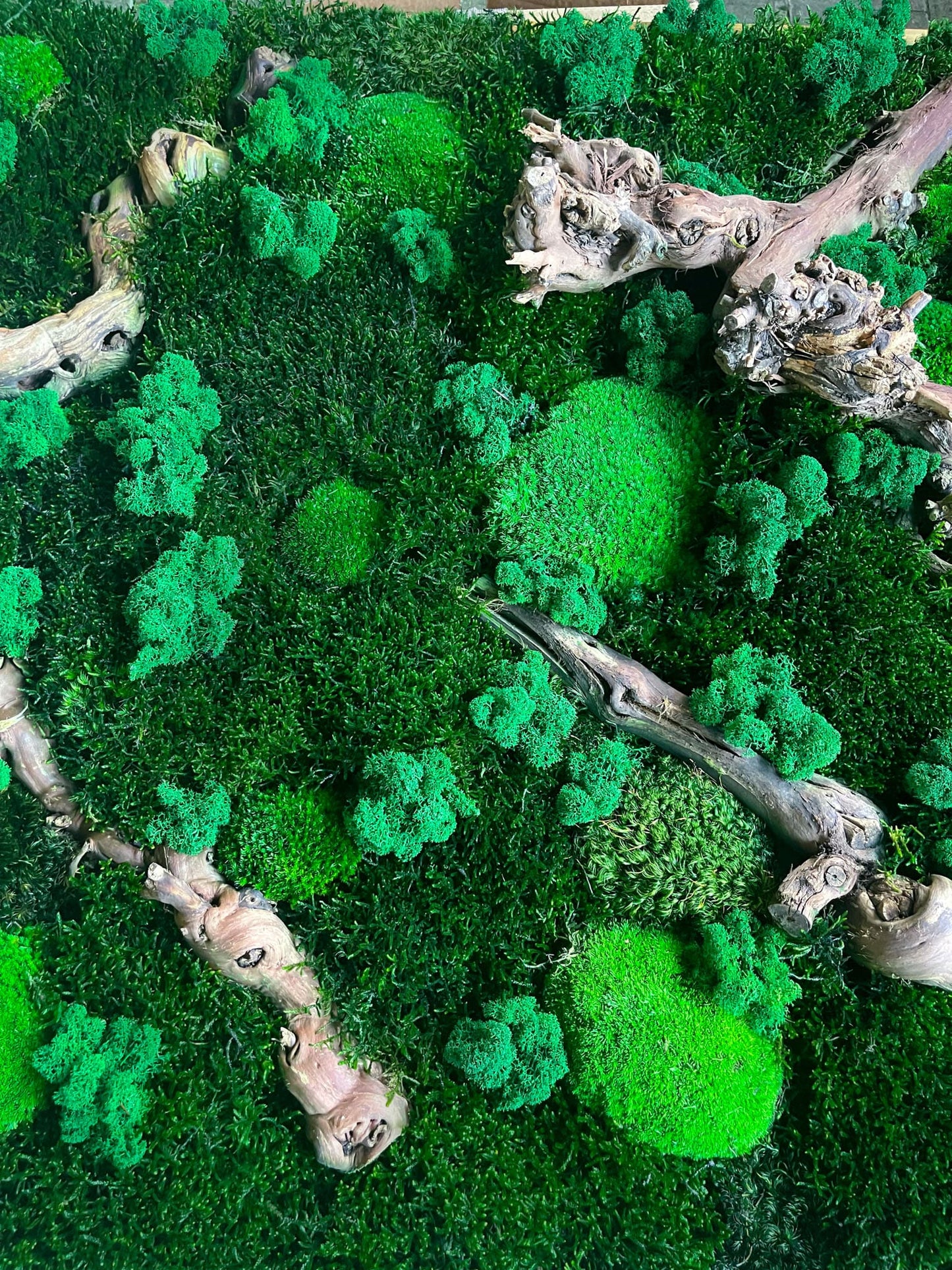 Geschenk Rahmen modern moos Moosbild Natur Moosbilder Mooswand Pflanzen Pflanzenbild Flachmoos Waldmoos Muttertag Geburtstag Wohnung Wand Deko Dekoration Islandmoos Rentiermoos Ast Teak Treibholz innen grün Wald Innenraum Deko Dekoration Baum Leben Dekoast Äste Wurzelholz Wurzel Hügelmoos Gedankenwunder Wald Waldmoos