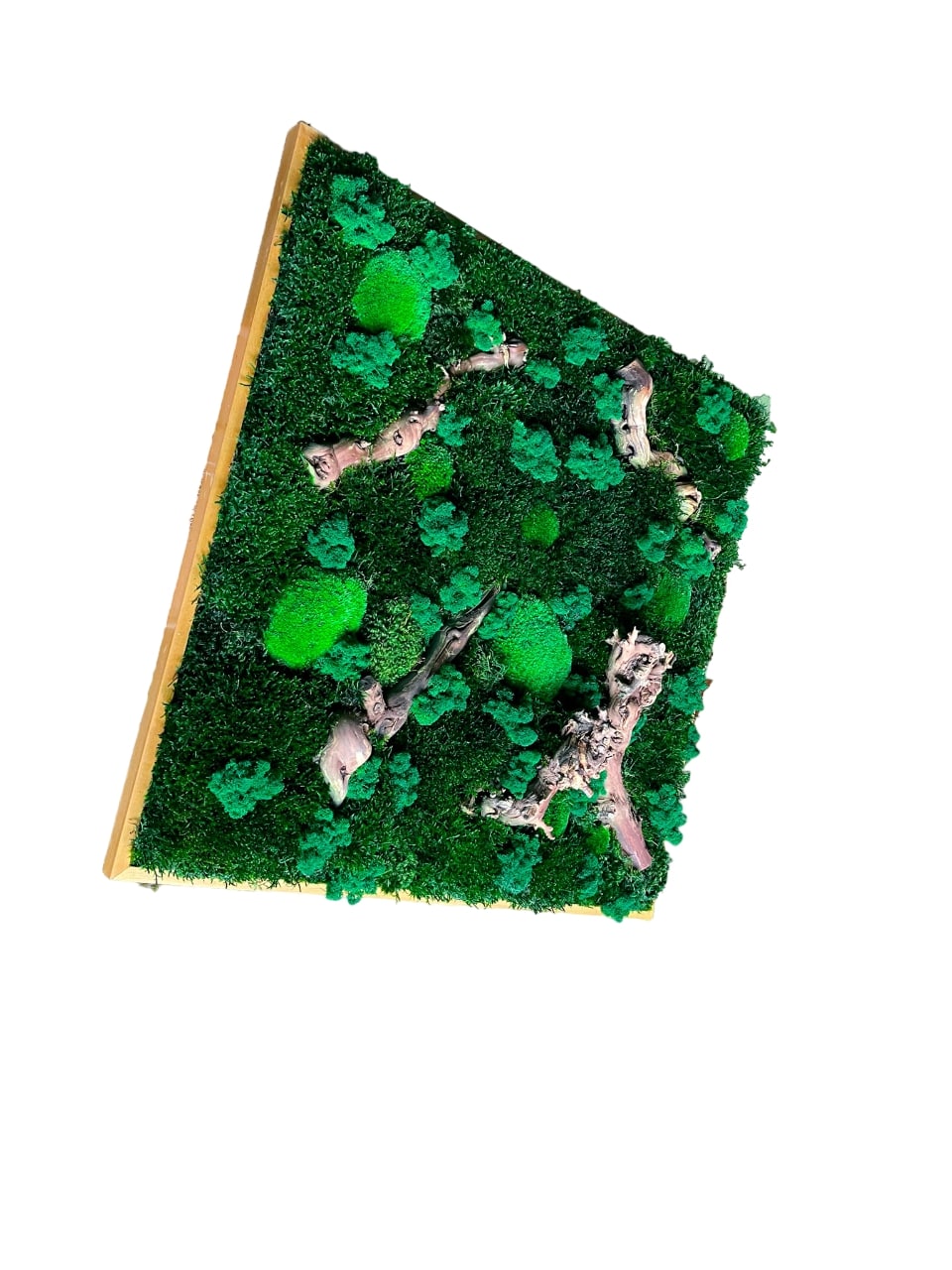 Geschenk Rahmen modern moos Moosbild Natur Moosbilder Mooswand Pflanzen Pflanzenbild Flachmoos Waldmoos Muttertag Geburtstag Wohnung Wand Deko Dekoration Islandmoos Rentiermoos Ast Teak Treibholz innen grün Wald Innenraum Deko Dekoration Baum Leben Dekoast Äste Wurzelholz Wurzel Hügelmoos Manufaktur Kugelmoos Ball Kugel Bollenmoos Raum