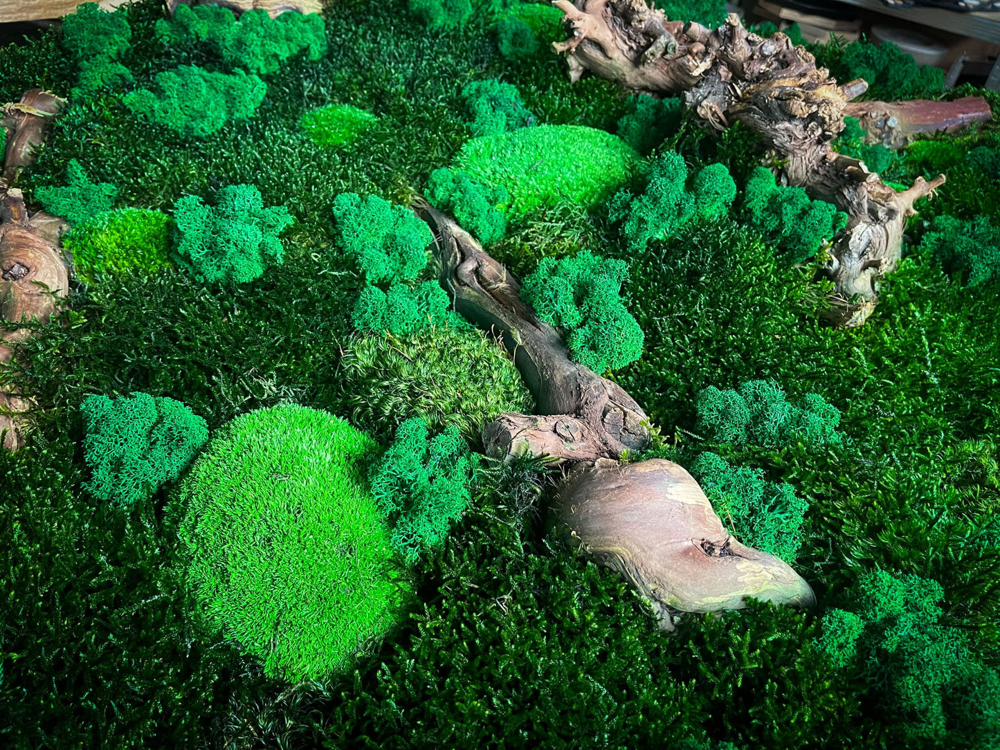 Geschenk Rahmen modern moos Moosbild Natur Moosbilder Mooswand Pflanzen Pflanzenbild Flachmoos Waldmoos Muttertag Geburtstag Wohnung Wand Deko Dekoration Islandmoos Rentiermoos Ast Teak Treibholz innen grün Wald Innenraum Deko Dekoration Baum Leben Dekoast Äste Wurzelholz Wurzel Hügelmoos Manufaktur Kugelmoos Ball Kugel Bollenmoos Bollen