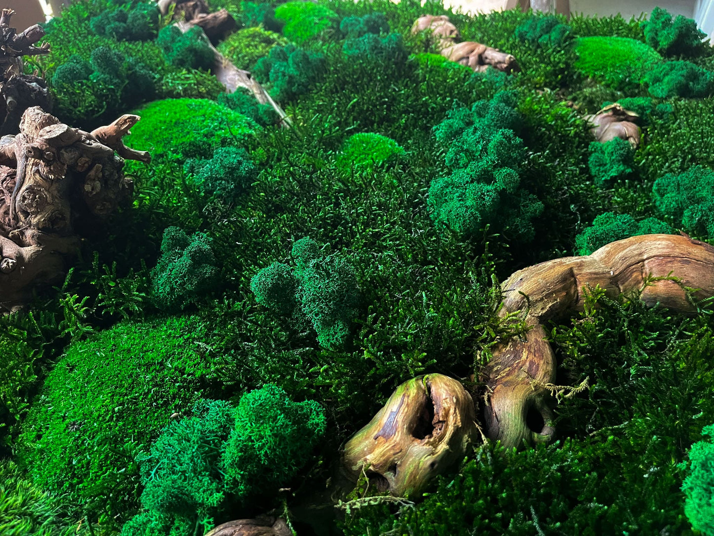 Geschenk Rahmen modern moos Moosbild Natur Moosbilder Mooswand Pflanzen Pflanzenbild Flachmoos Waldmoos Muttertag Geburtstag Wohnung Wand Deko Dekoration Islandmoos Rentiermoos Ast Teak Treibholz innen grün Wald Innenraum Deko Dekoration Baum Leben Dekoast Äste Wurzelholz Wurzel Hügelmoos Baumstamm Ast Äste Kugelmoos