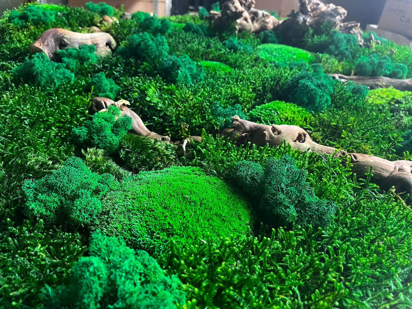 Geschenk Rahmen modern moos Moosbild Natur Moosbilder Mooswand Pflanzen Pflanzenbild Flachmoos Waldmoos Muttertag Geburtstag Wohnung Wand Deko Dekoration Islandmoos Rentiermoos Ast Teak Treibholz innen grün Wald Innenraum Deko Dekoration Baum Leben Dekoast Äste Wurzelholz Wurzel Hügelmoos Ball Ballmoss Kugel Kugelmoos Hügel Hügelmoos Detail Handmade
