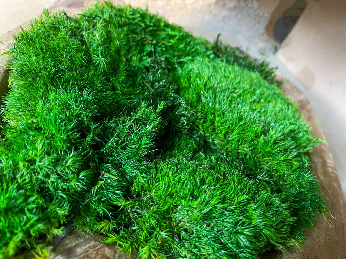 Moosbild Natur Moosbilder Wohnung Kim Moss Bowl Moos schale Moosschale Schalen Dekoschale Dekoration Beton rund Arrangement Tischdeko Pflanze Pflanzschale Pflanzenschale minimalistisch Rundschale Teakholz Teakholzschale Holz Rustikal Laden Ladeneinrichtung Einrichtung einrichten Praxis Wartebereich Deko Zahnarzt