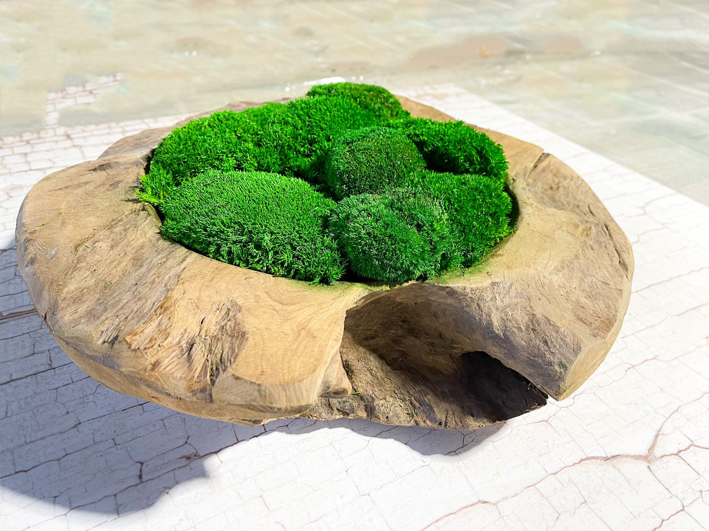 Moosbild Natur Moosbilder Wohnung Kim Moss Bowl Moos schale Moosschale Schalen Dekoschale Dekoration Arrangement Tischdeko Pflanze Pflanzschale Pflanzenschale Teakholz Teakholzschale Holz Rustikal Resteraunt Büro Einrichtung einrichten Praxis Wartebereich Deko Mossbowl Kugelmoos Hügelmoos