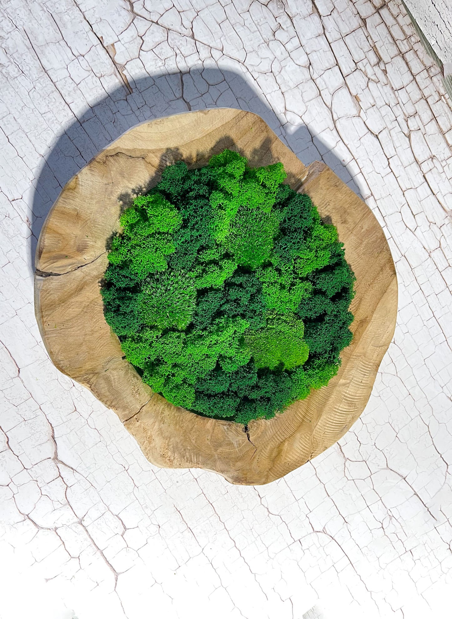 Geschenk Rahmen modern Islandmoos moos Moosbild Rentiermoos Natur Bollenmoos Moosbilder Mooswand Flachmoos Waldmoos Muttertag Geburtstag Wohnung Kim Moss Bowl Moos schale Moosschale Schalen Dekoschale Dekoration Beton rund Arrangement Tischdeko Pflanze Pflanzschale Pflanzenschale Sideboard minimalistisch Teakholz Teak Holzschale