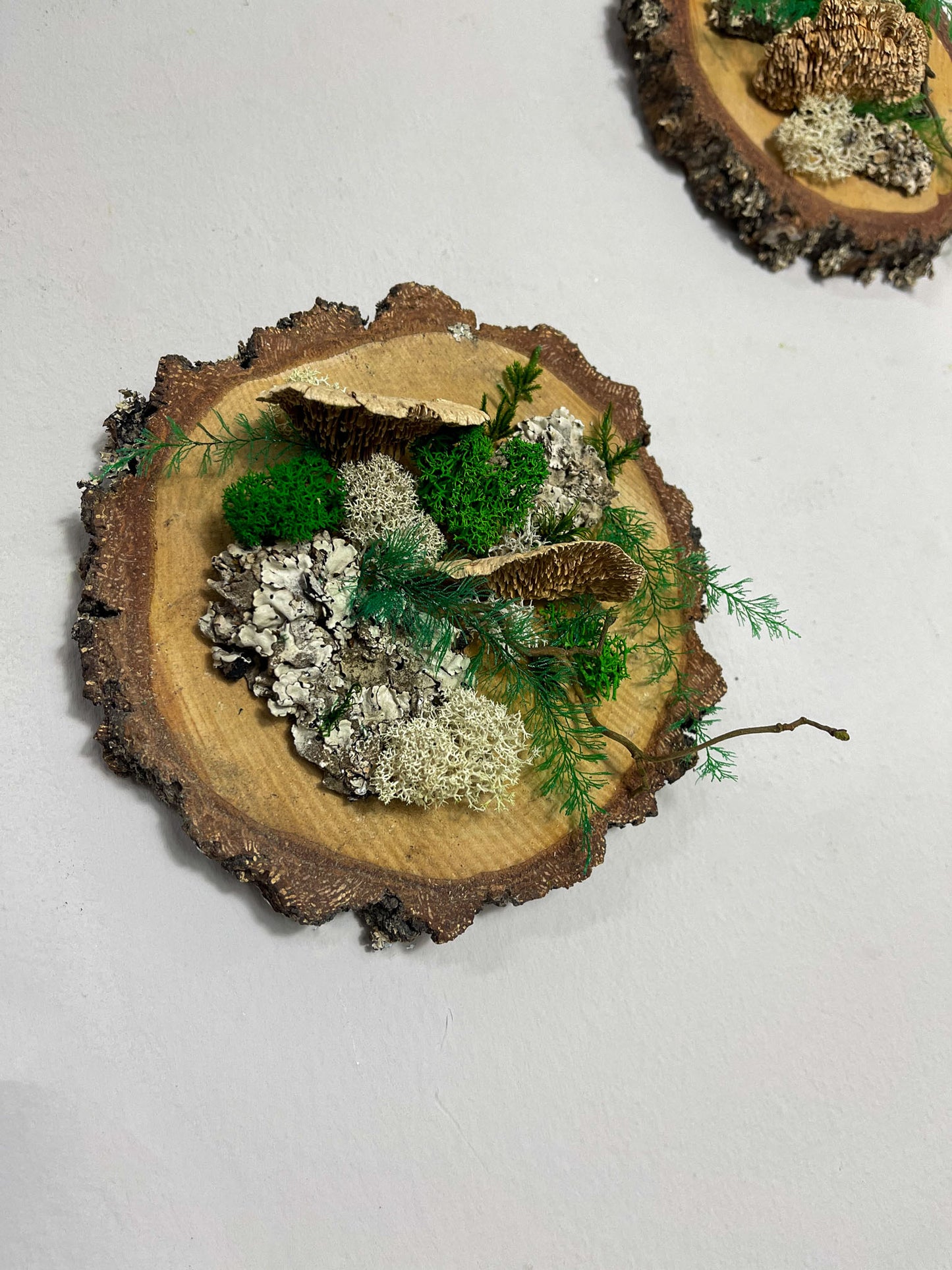 3er-Set Baumscheiben Baumpilz Moosbild Rustikal Rund