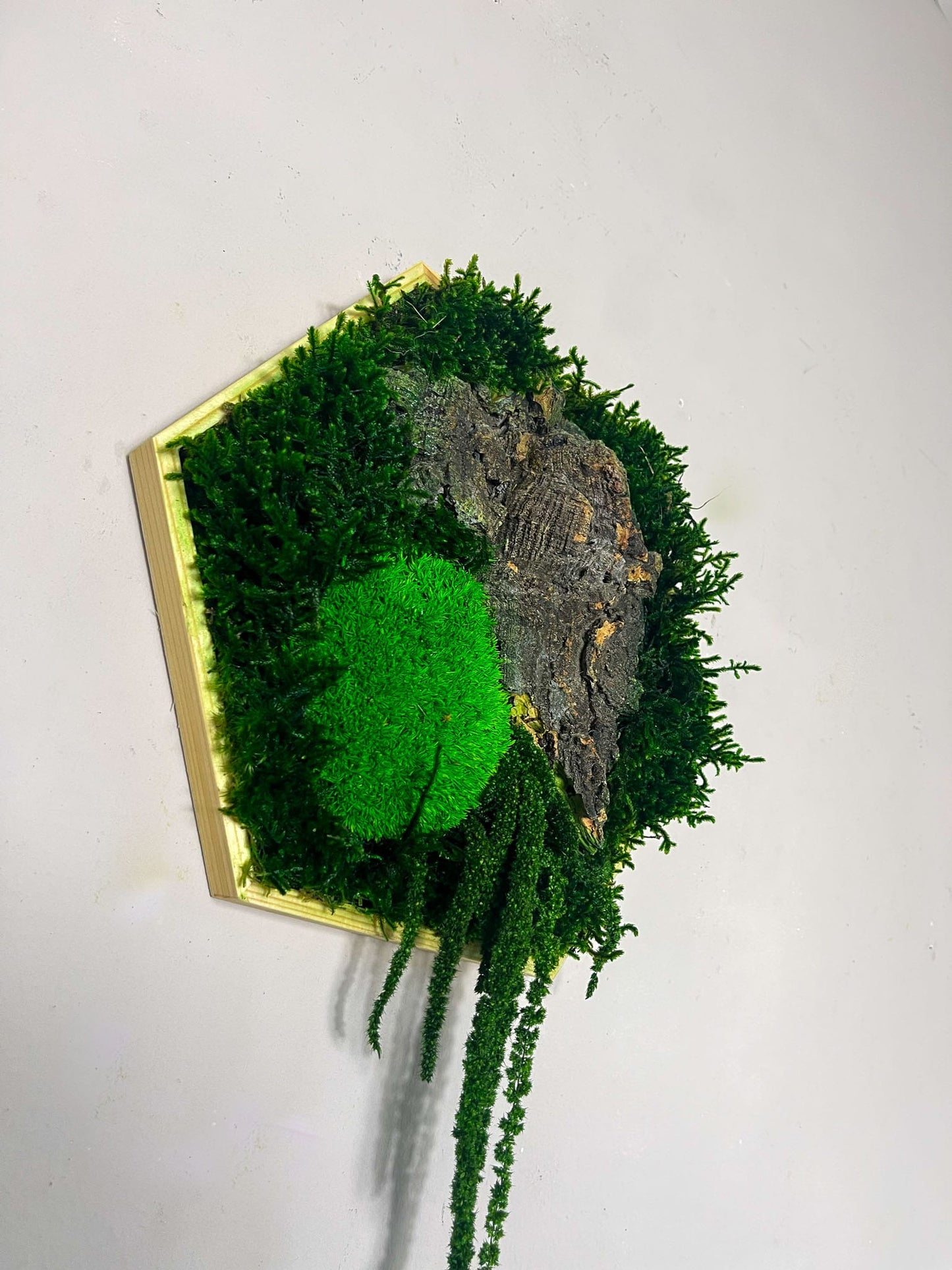 Hexagon Wabe Sechseck Ranke rustikal Holz olzstück wohnen Ladeneinrichtung Laden Gewerbe Einrichtung Bienenwabe Waben modern Computer Ballmoos Kork Moosbild Moosbilder Mooswand Pflanzen Pflanzenwand Ball Kugel Kugelmoos Waldmoos Flachmoos Moos grün biophelic design Wand Moos Lager