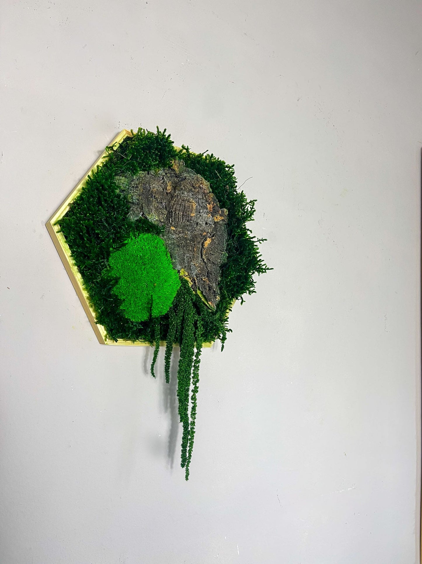 Hexagon Wabe Sechseck Ranke rustikal Holz olzstück wohnen Ladeneinrichtung Laden Gewerbe Einrichtung Bienenwabe Waben modern Computer Ballmoos Kork Moosbild Moosbilder Mooswand Pflanzen Pflanzenwand Baumstück Baum Ast Aststück