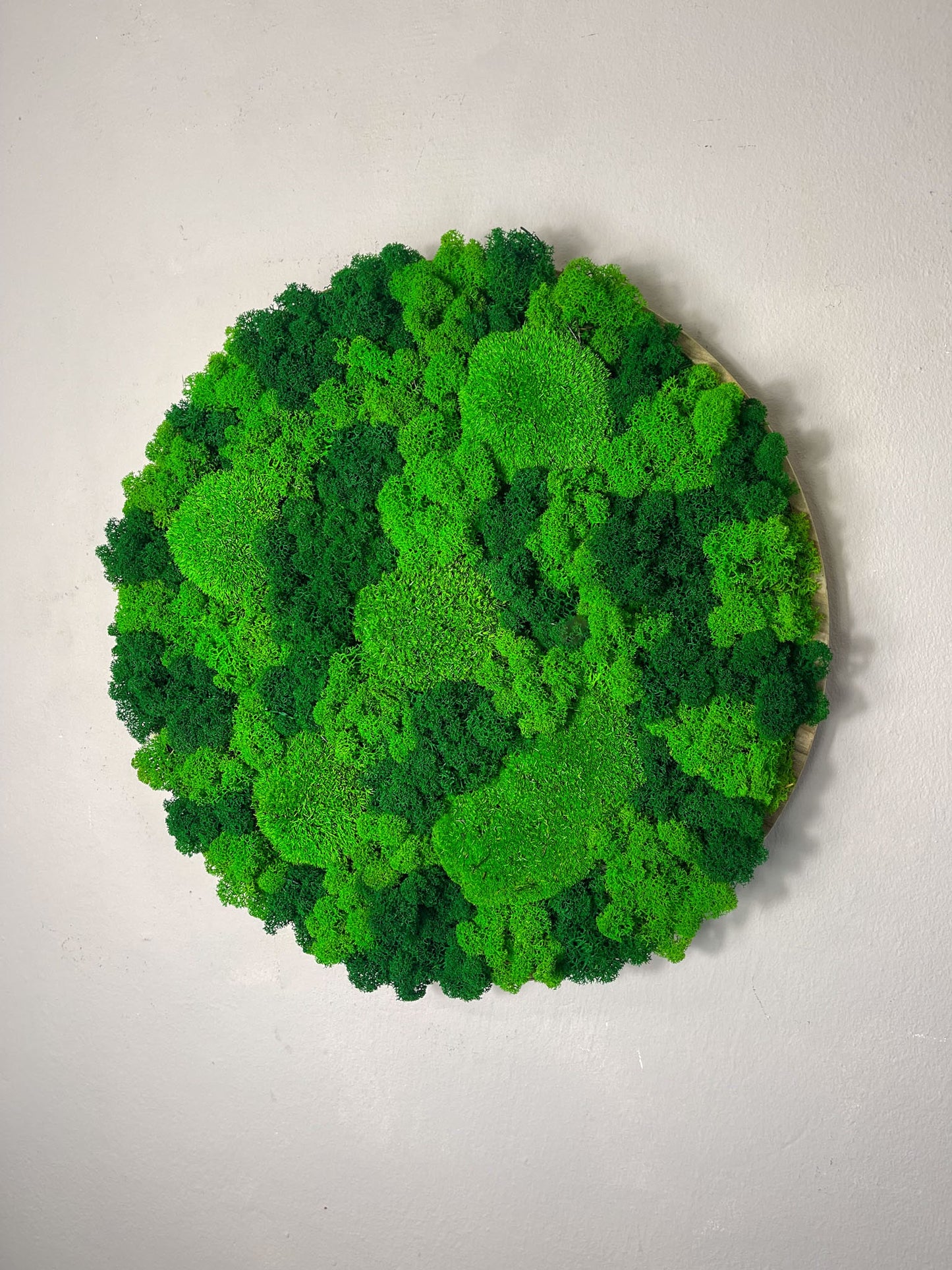 Kugelmoos Ballenmoos Bollenmoos Moos Moosbild Moosbilder Quadrat Hexagon Sechseck Waldmoos Islandmoos Rentiermoos Viereck Rahmen Bild Bilder Wanddeko Wandekoration Gemälde weiß schwarz natur Dschungel Rund Kreis Ball Natur Stück
