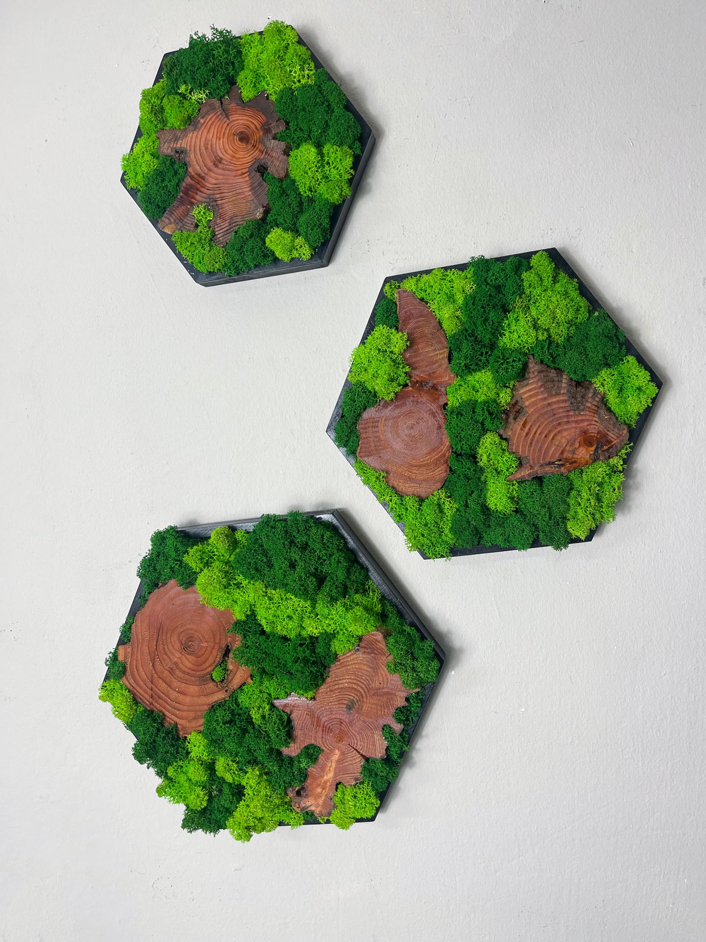 Moos Moosbild Moosbilder Mooswand Pflanzen Pflanzenbild Wohnung Wand Dekoration Islandmoos Rentiermoos Hexagon Sechseck Wabe Olivenholz Oliven Holz Wurzel Scheibe Wurzelscheibe Baumscheibe Olivenholzplatte Wurzelholz Manufaktur Handgefertigt Olivenbaum Wanddeko Deko Garten Natur