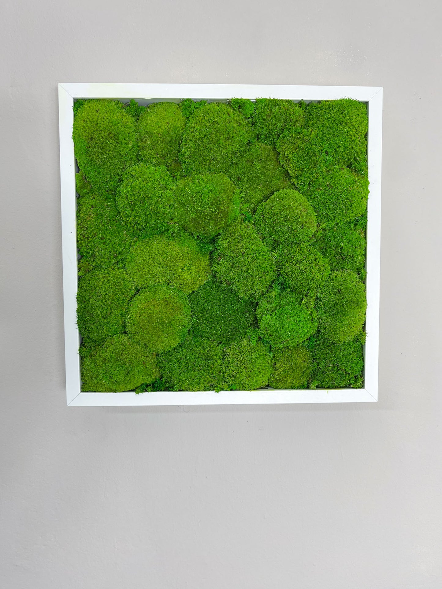 Geschenk Rahmen modern moos Moosbild Hellgrün Grün Natur Bollenmoos Moobilder Mooswand Pflanzen Pflanzenbild Flachmoos Waldmoos Muttertag Geburtstag Wohnung Leuchtgrün Ballmoos Ballenmoos Moosball Ball Kugelmoos Kugel Quadrat Viereck Hügelmoos Hügel