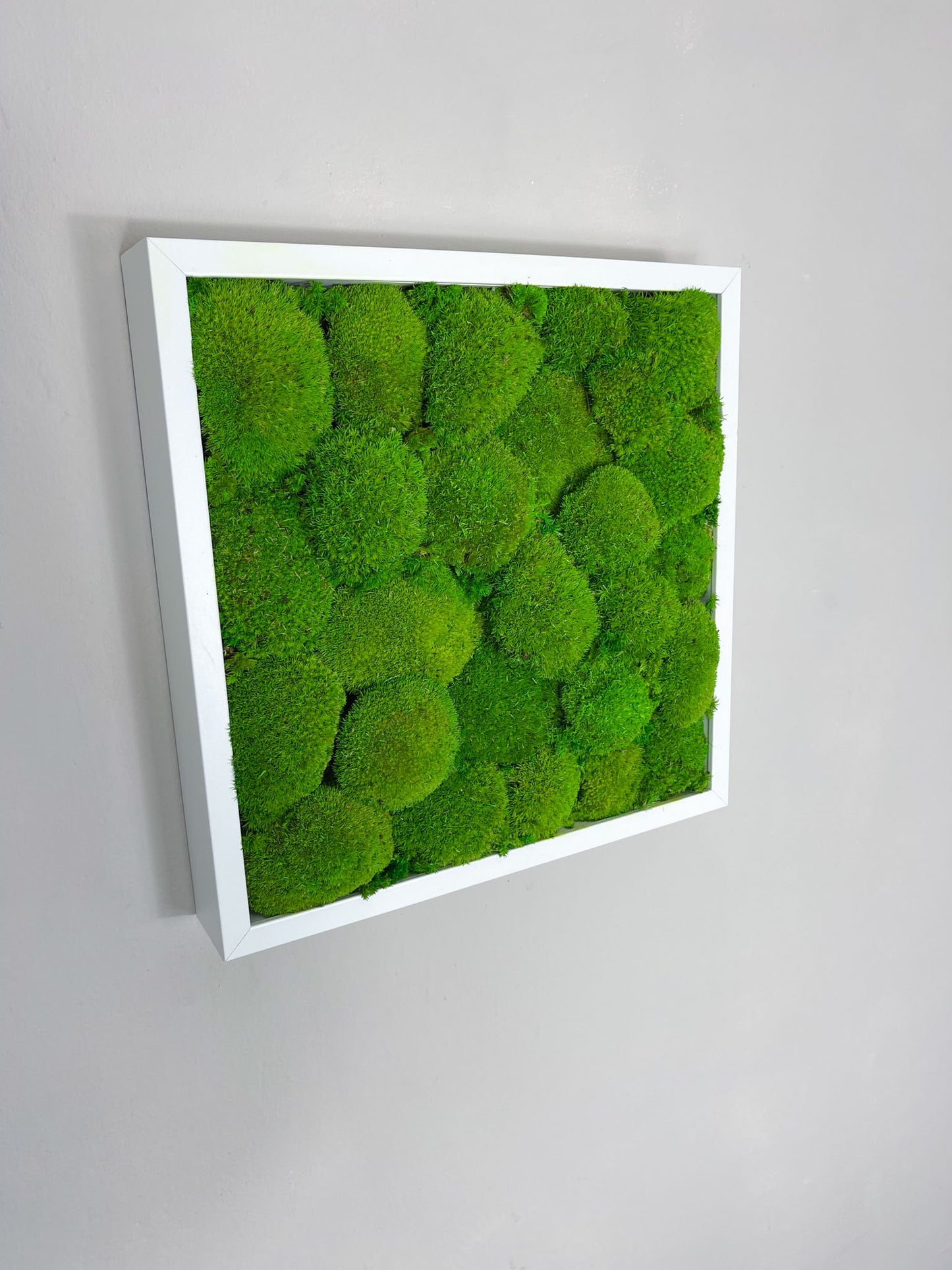 Geschenk Rahmen modern moos Moosbild Hellgrün Grün Natur Bollenmoos Moobilder Mooswand Pflanzen Pflanzenbild Flachmoos Waldmoos Muttertag Geburtstag Wohnung Ballmoos Ballenmoos Ballen Hügelmoos Kugel Kugelmoos