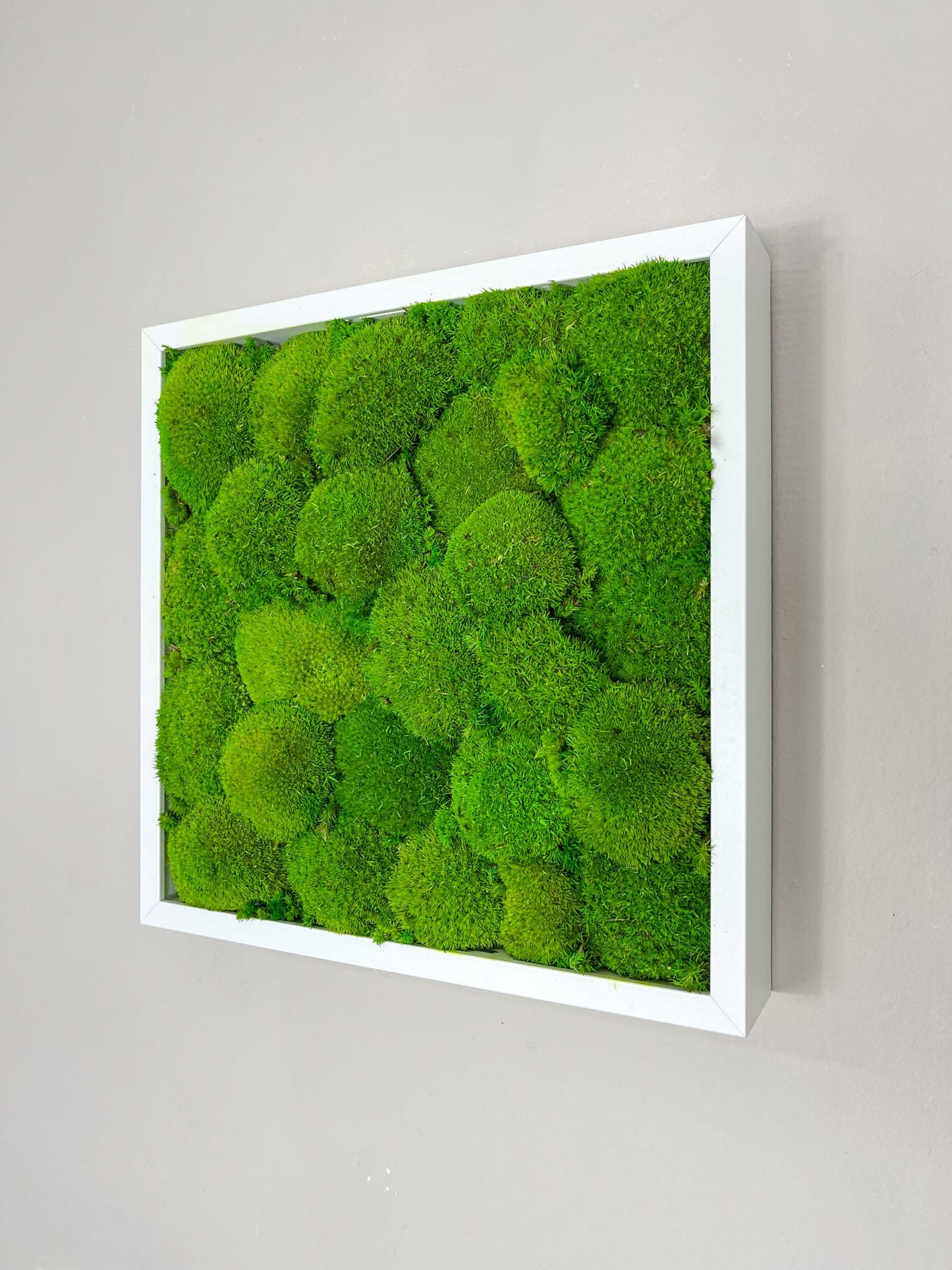 Geschenk Rahmen modern moos Moosbild Hellgrün Grün Natur Bollenmoos Moobilder Mooswand Pflanzen Pflanzenbild Flachmoos Waldmoos Muttertag Geburtstag Wohnung Mooswand Wanddeko Wandbild Dekoration Wandgarten Pflanzenbild