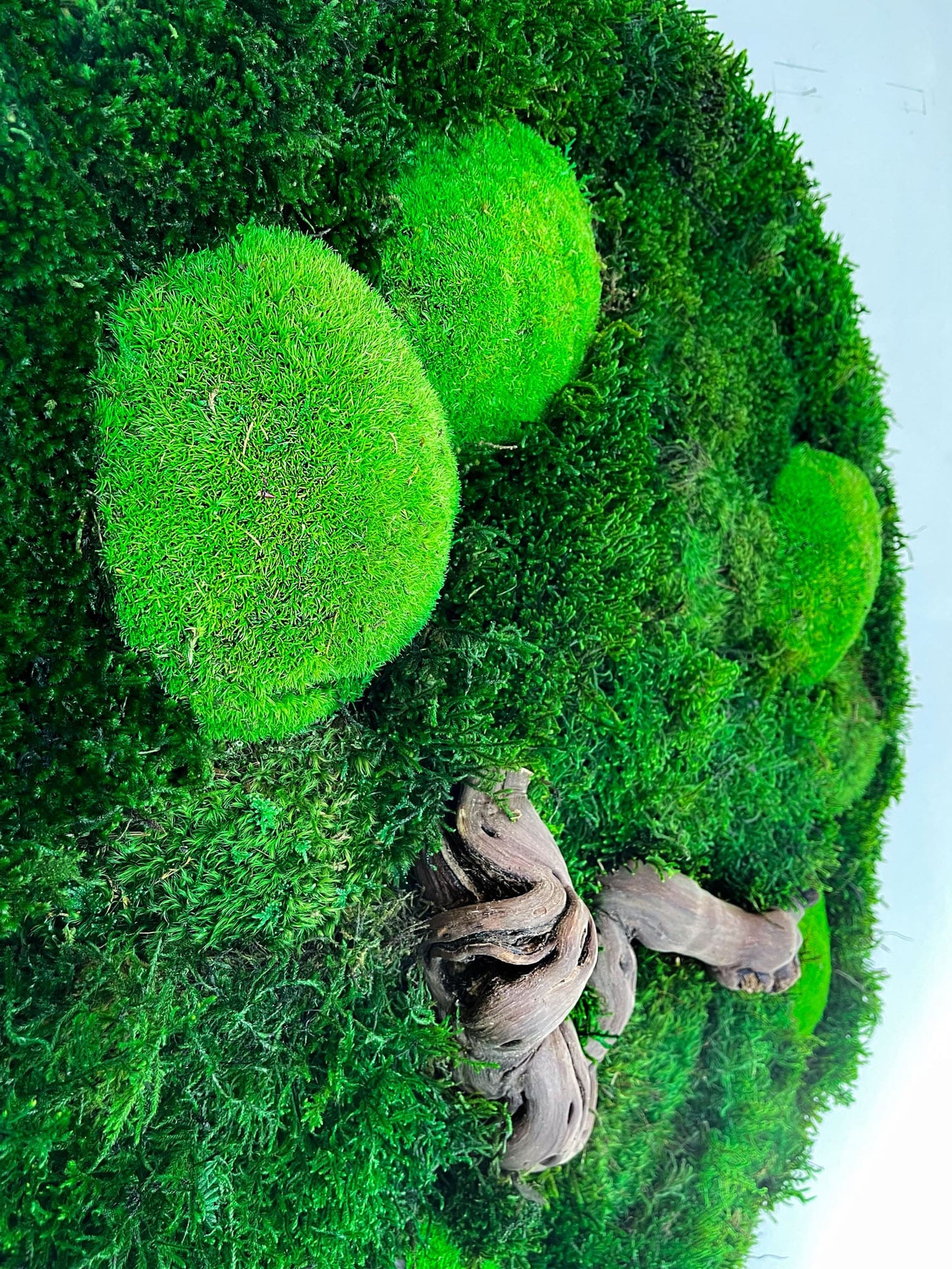 Geschenk Rahmen Rechteck moos Moosbild Hellgrün Grün Natur Bollenmoos Moobilder Mooswand Pflanzen Pflanzenbild Flachmoos Waldmoos Muttertag Geburtstag Wohnung Wandgarten