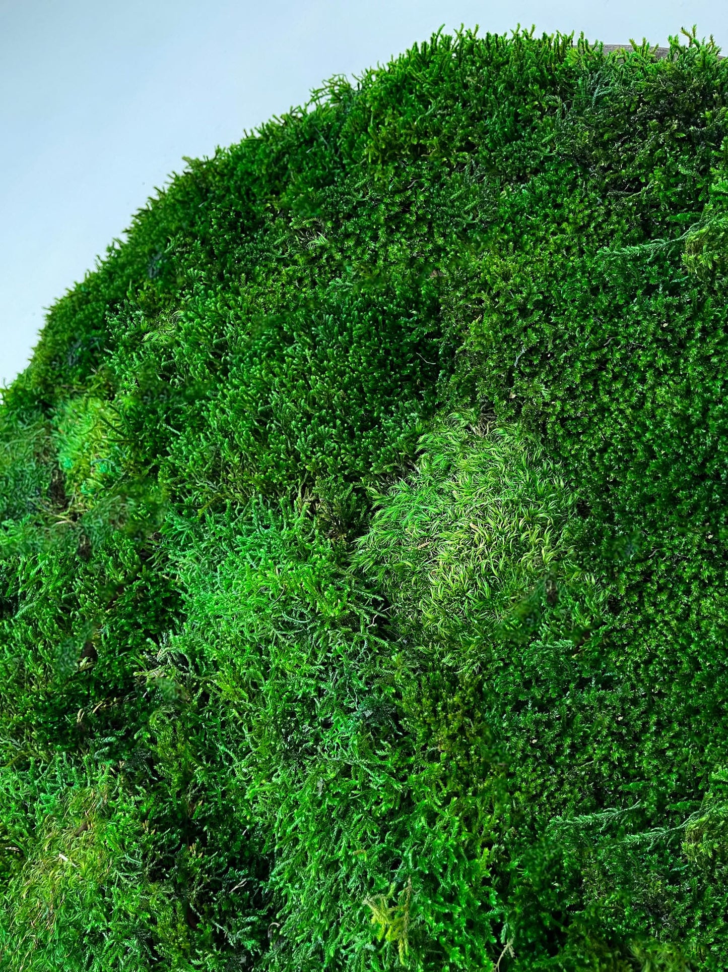 Geschenk Rahmen Rechteck moos Moosbild Hellgrün Grün Natur Moobilder Mooswand Pflanzen Pflanzenbild Flachmoos Waldmoos Muttertag Geburtstag Wohnung Wald Haarmoos Haar