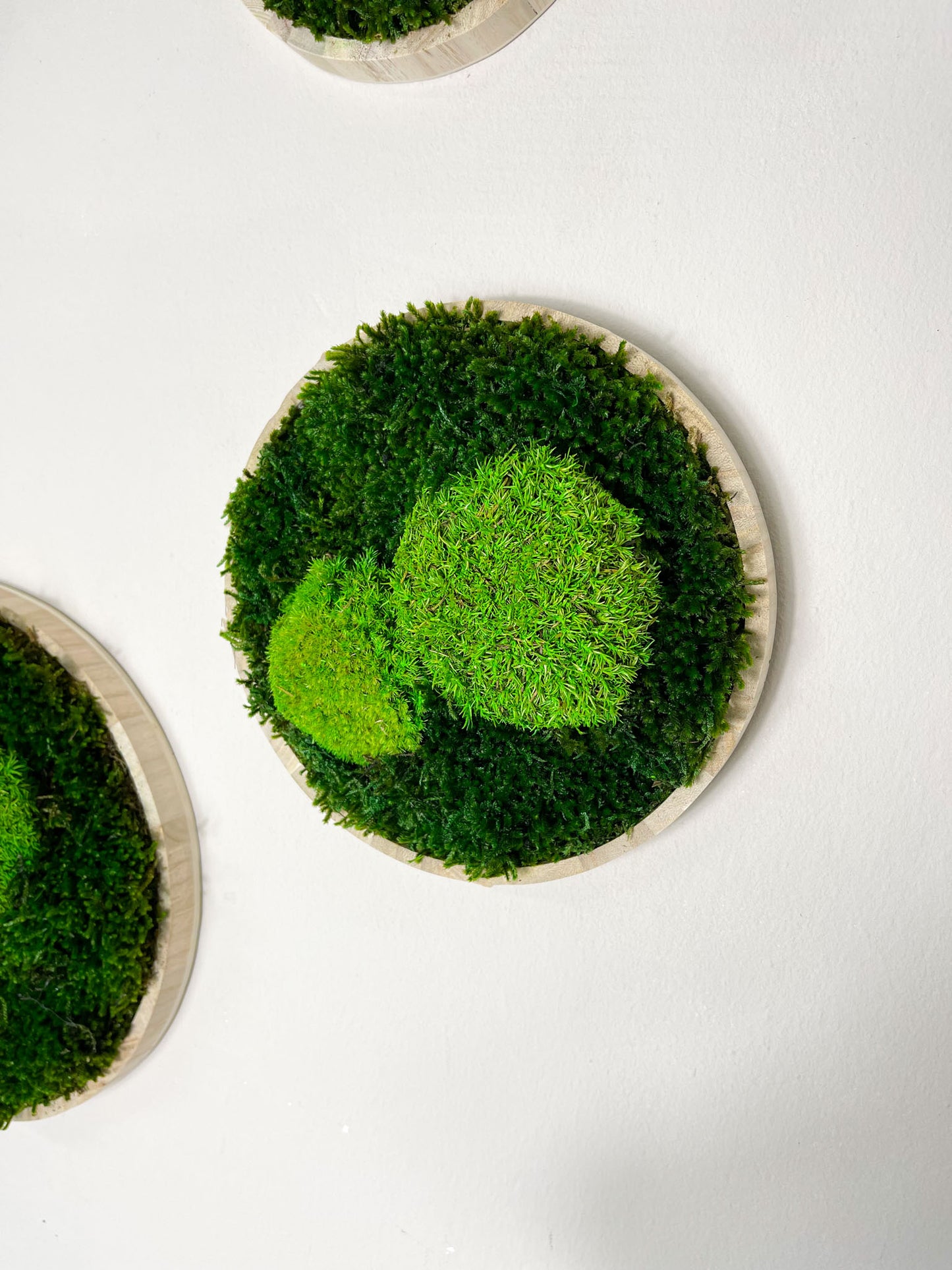 Geschenk Pusteblume Rahmen Rechteck Islandmoos moos Moosbild Rentiermoos Hellgrün Grün Natur Bollenmoos Moobilder Mooswand Pflanzen Pflanzenbild Pusteblume Pusteblumen Löwenzahn Flachmoos Waldmoos Muttertag Geburtstag Wohnung Kreis Detail