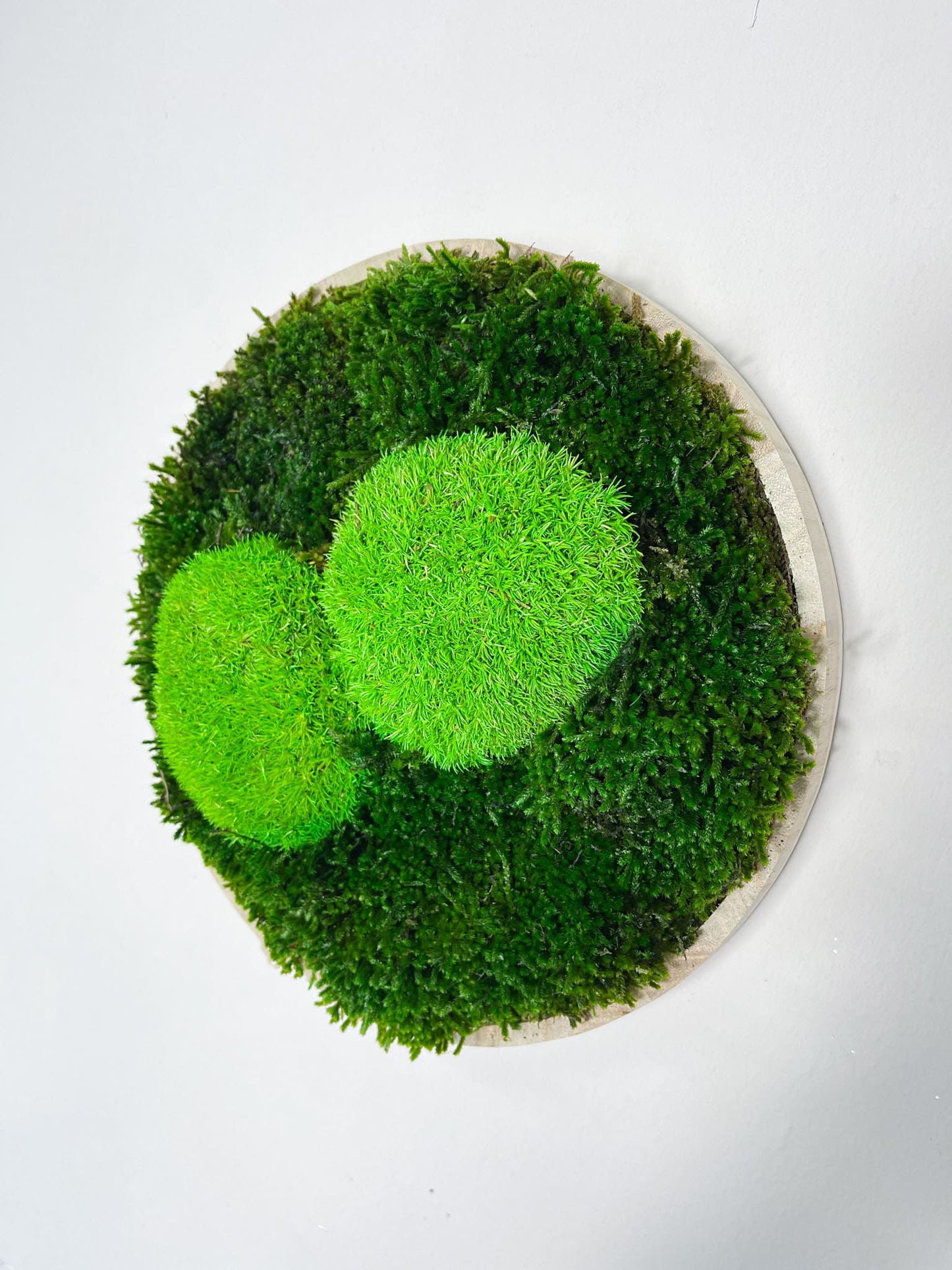 Geschenk Pusteblume Rahmen Rechteck Islandmoos moos Moosbild Rentiermoos Hellgrün Grün Natur Bollenmoos Moobilder Mooswand Pflanzen Pflanzenbild Pusteblume Pusteblumen Löwenzahn Flachmoos Waldmoos Muttertag Geburtstag Wohnung Ball Ballmoos biophelic