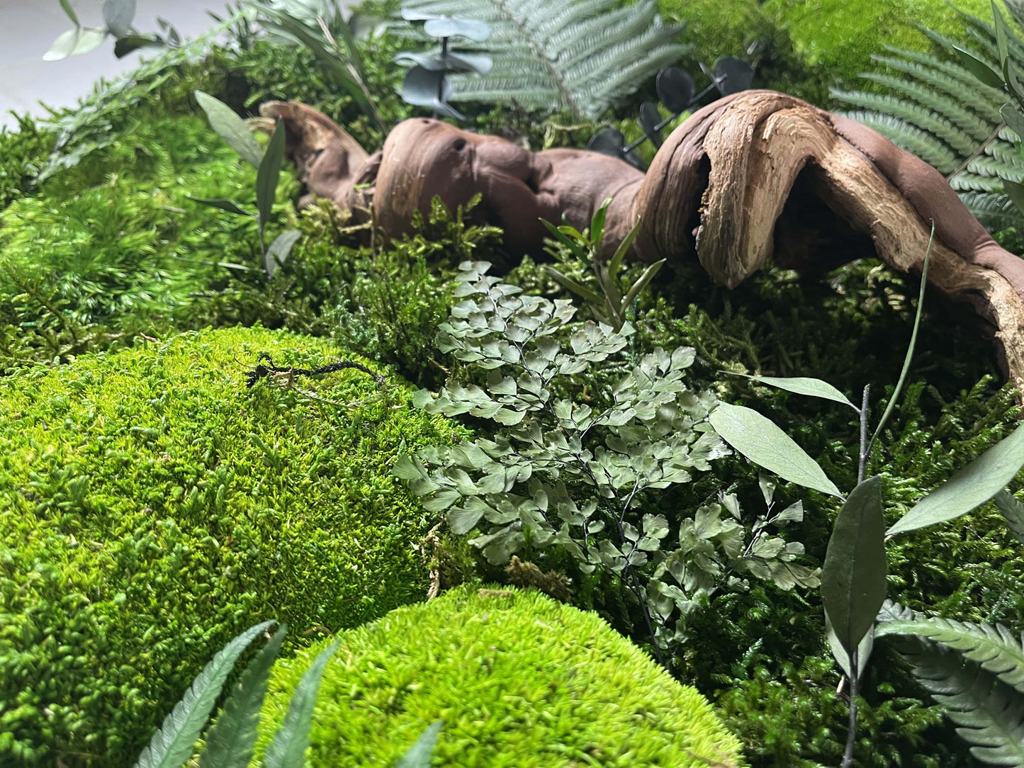 Moosbild Jungel Dschungel Wald Moosbilder Wandgarten Luffti Farnblatt Blatt Farn Treibholz Teak Holz Ast Baum Hügelmoos Ballmoos Quadrat Rahmen