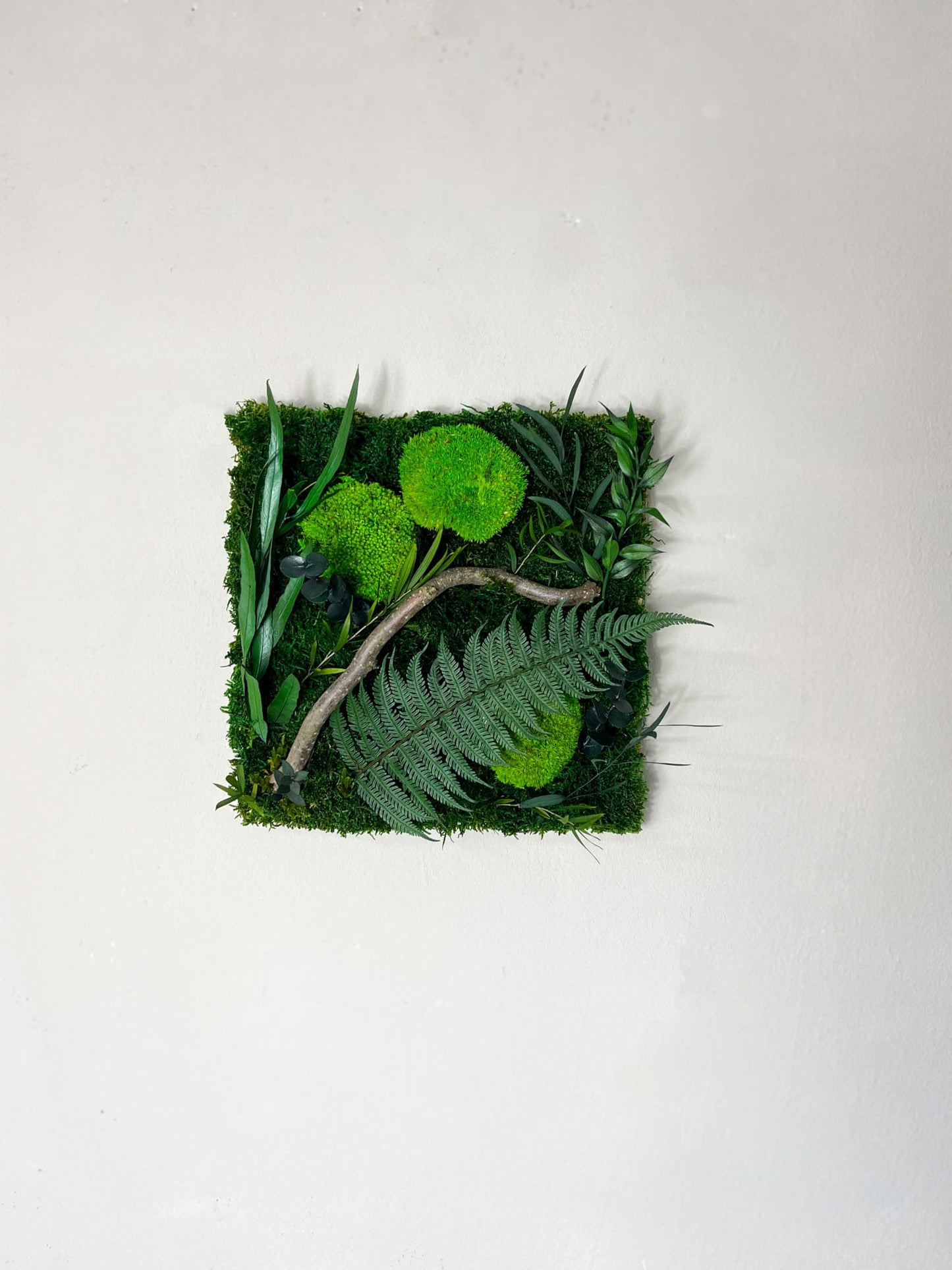 Geschenk Rahmen Rechteck Islandmoos moos Moosbild Rentiermoos Hellgrün Grün Natur Bollenmoos Moobilder Mooswand Pflanzen Pflanzenbild Flachmoos Waldmoos Muttertag Geburtstag Wohnung Dschungel Ast Platte