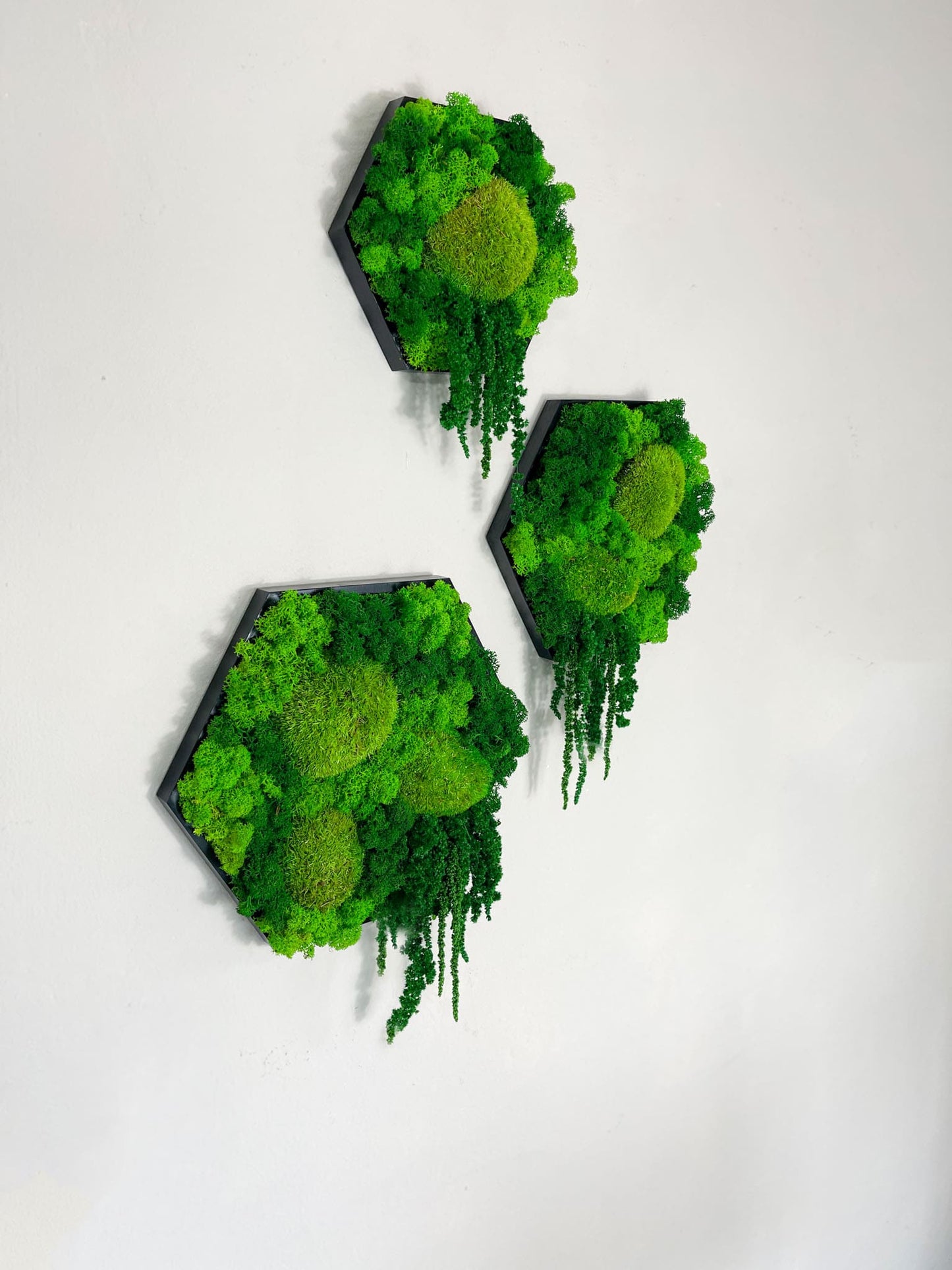 Geschenk Pusteblume Rahmen Rechteck Islandmoos moos Moosbild Rentiermoos Hellgrün Grün Natur Bollenmoos Moobilder Mooswand Pflanzen Pflanzenbild Pusteblume Pusteblumen Löwenzahn Flachmoos Waldmoos Muttertag Geburtstag Wohnung Liane