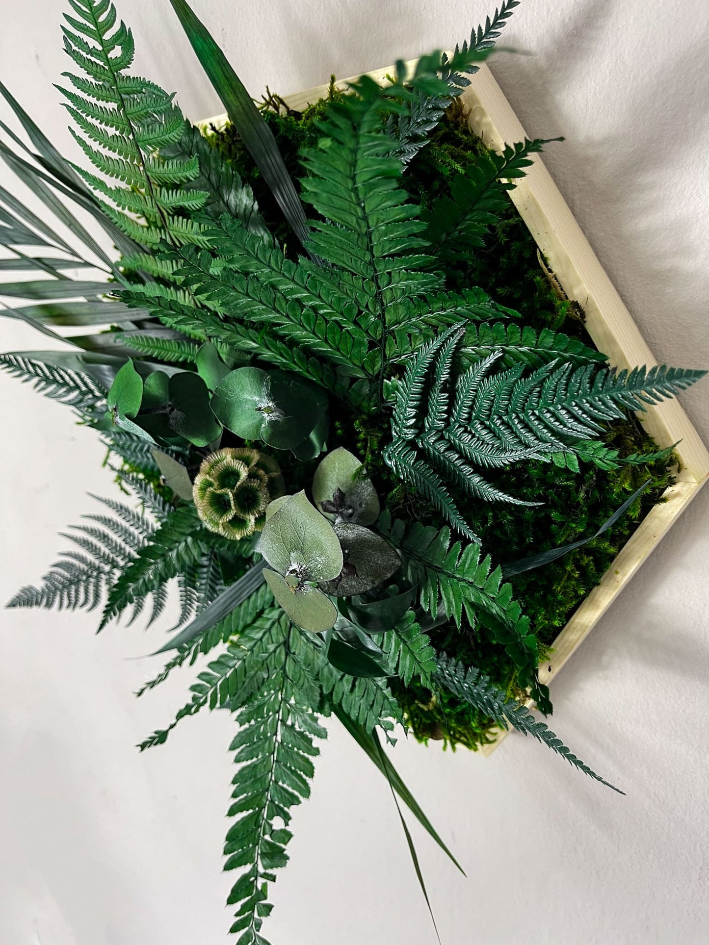Geschenk Rahmen Rechteck moos Moosbild Hellgrün Grün Natur Bollenmoos Moobilder Mooswand Pflanzen Pflanzenbild Flachmoos Waldmoos Muttertag Geburtstag Wohnung Dschungel Eukalyptus Dschungelmoosbild Dschungelmoos