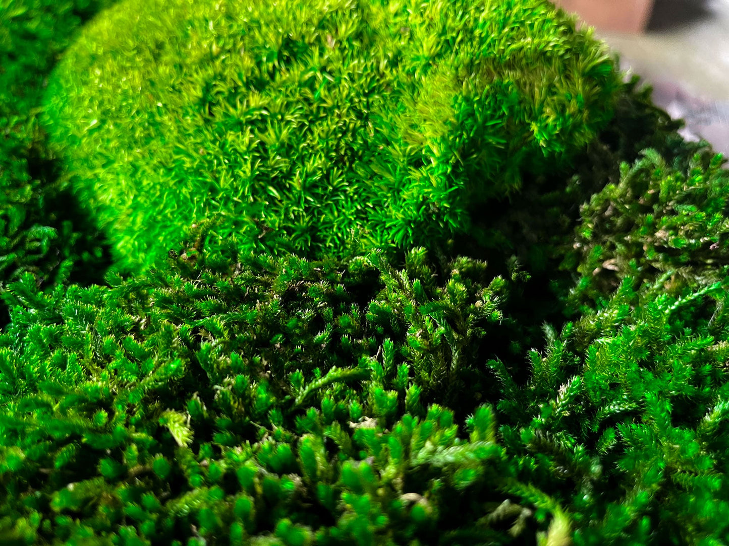 Geschenk Rahmen Rechteck moos Moosbild Hellgrün Grün Natur Moobilder Mooswand Pflanzen Pflanzenbild Flachmoos Waldmoos Muttertag Geburtstag Wohnung Wandgarten