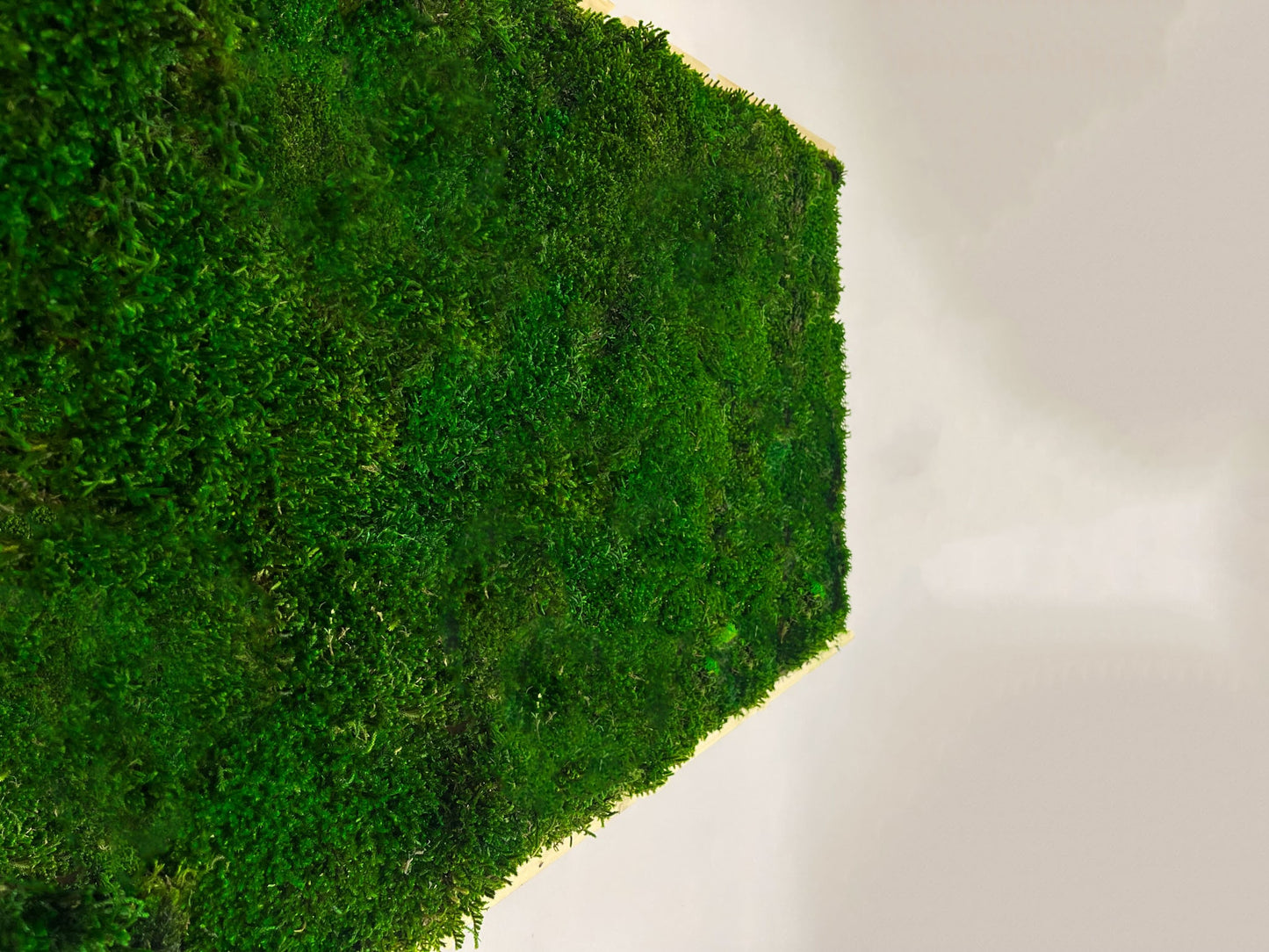 Geschenk Rahmen Rechteck moos Moosbild Hellgrün Grün Natur Moobilder Mooswand Pflanzen Pflanzenbild Flachmoos Waldmoos Muttertag Geburtstag Wohnung Rechteck Format