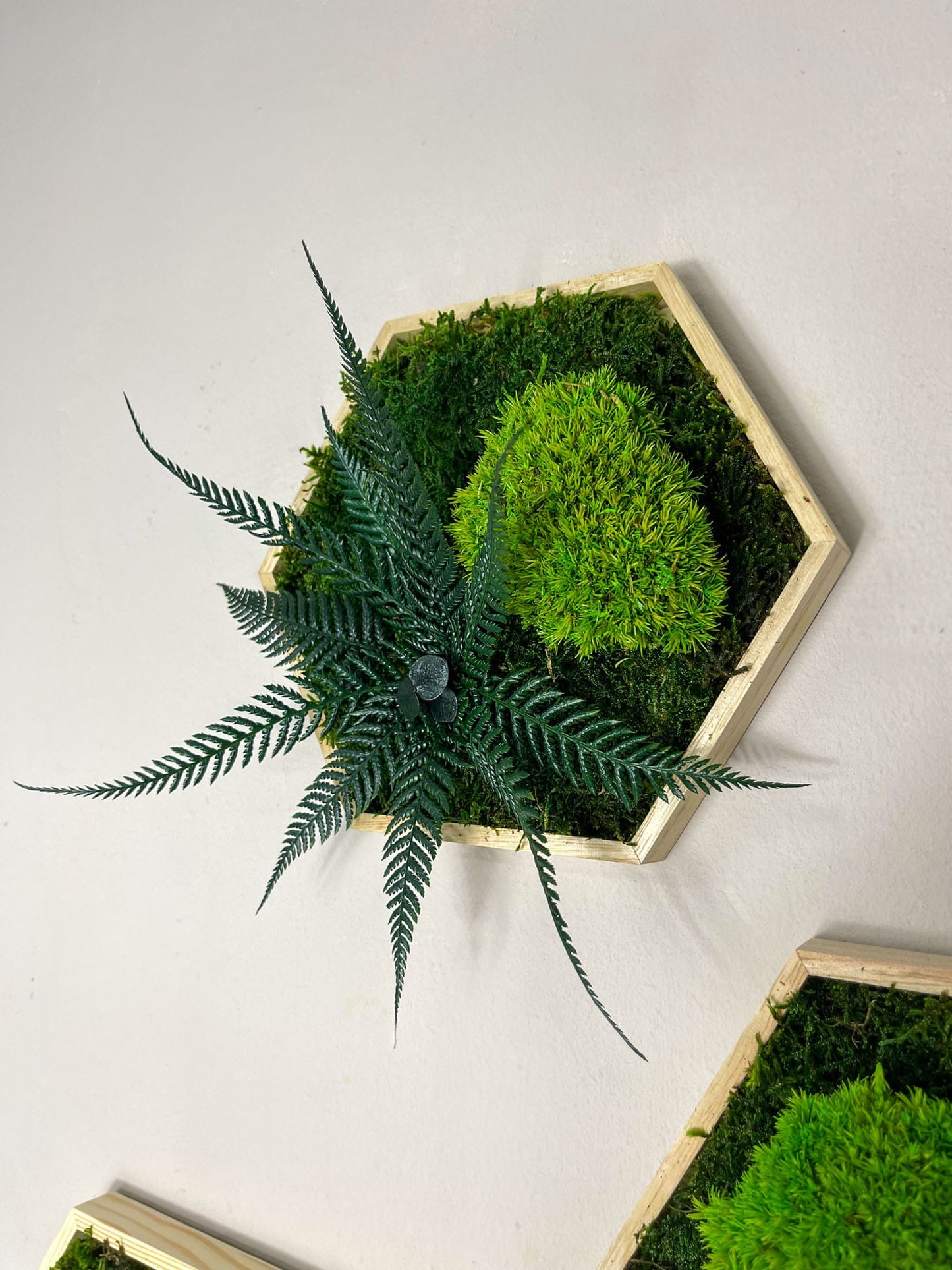 Geschenk Rahmen Rechteck Islandmoos moos Moosbild Rentiermoos Hellgrün Grün Natur Bollenmoos Moobilder Mooswand Pflanzen Pflanzenbild Flachmoos Waldmoos Muttertag Geburtstag Wohnung Dschungel Farnblatt