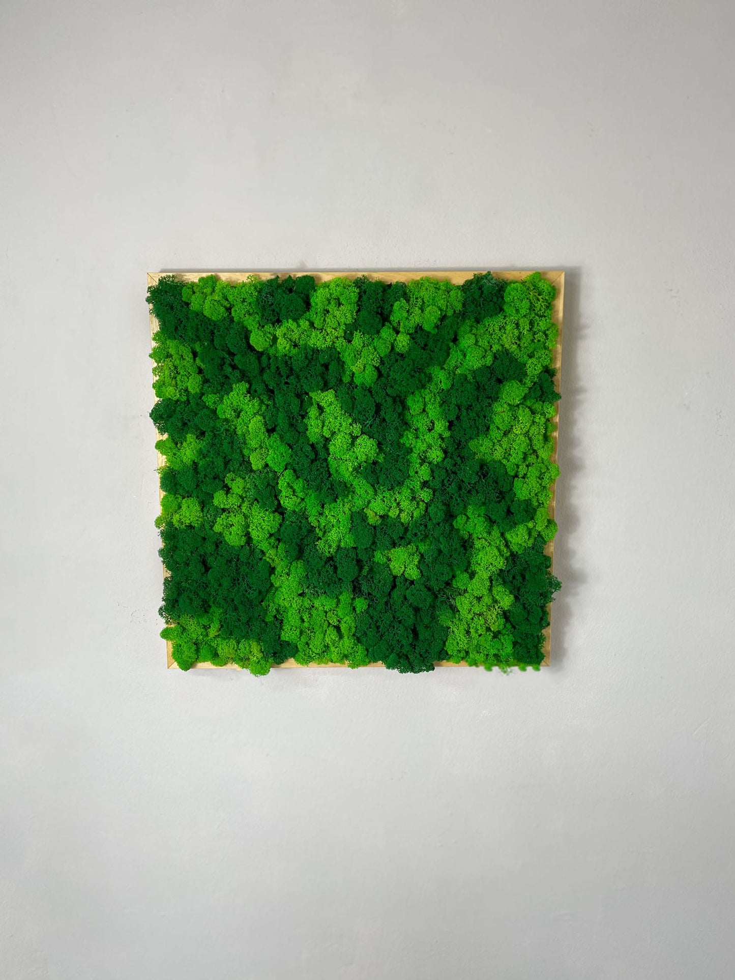 Islandmoos Bollenmoos moos Moosbild Leuchtgrün Naturgrün Rahmen Vollholz Islandverlauf RentiermoosGeschenk Rahmen modern moos Moosbild Hellgrün Grün Natur Moosbilder Mooswand Pflanzen Pflanzenbild Flachmoos