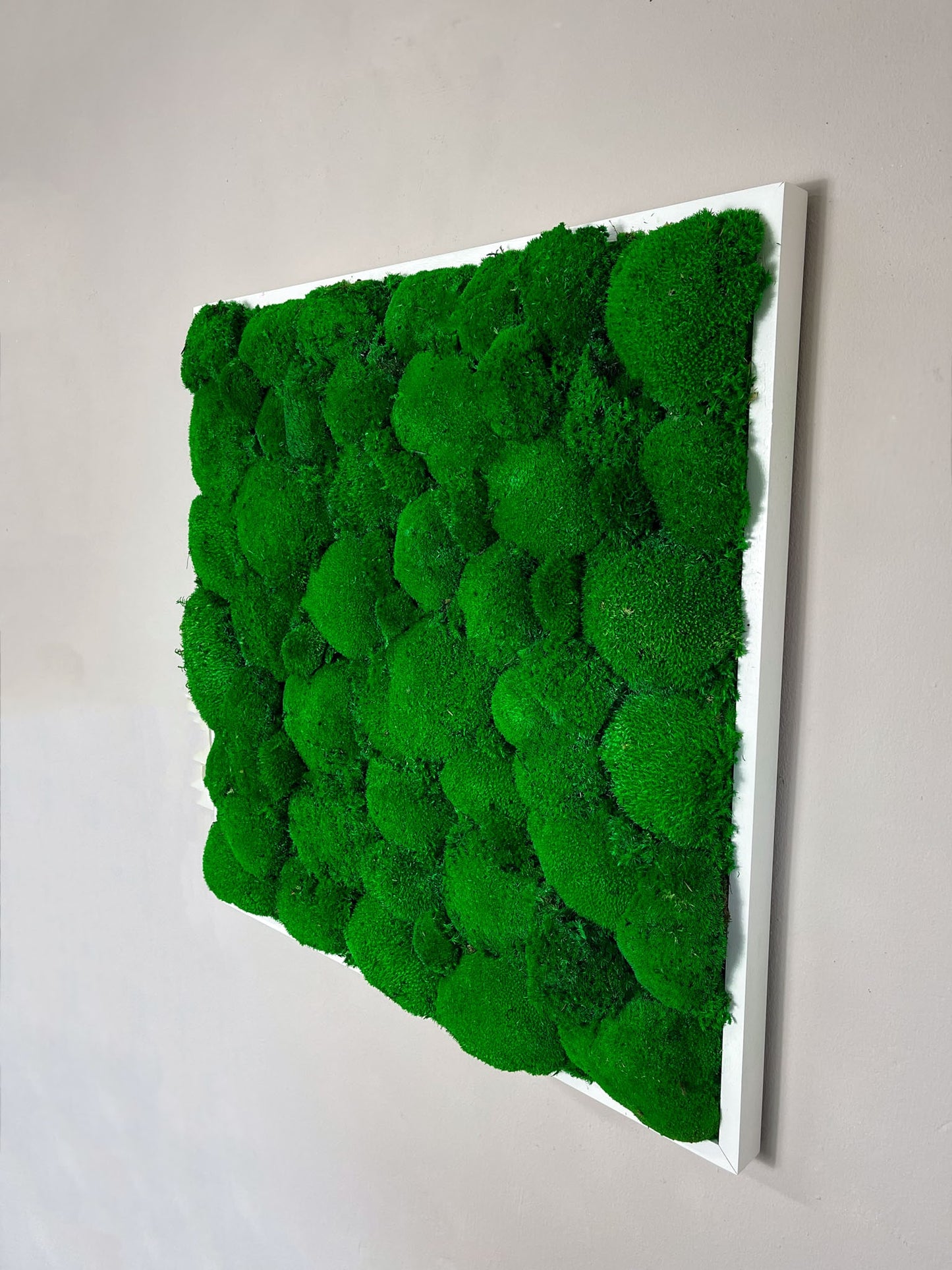 Geschenk Rahmen modern moos Moosbild Hellgrün Grün Natur Bollenmoos Moobilder Mooswand Pflanzen Pflanzenbild Flachmoos Waldmoos Muttertag Geburtstag Wohnung Ballmoos Hügelmoos Hügel Kugel Kugelmoos Bal
