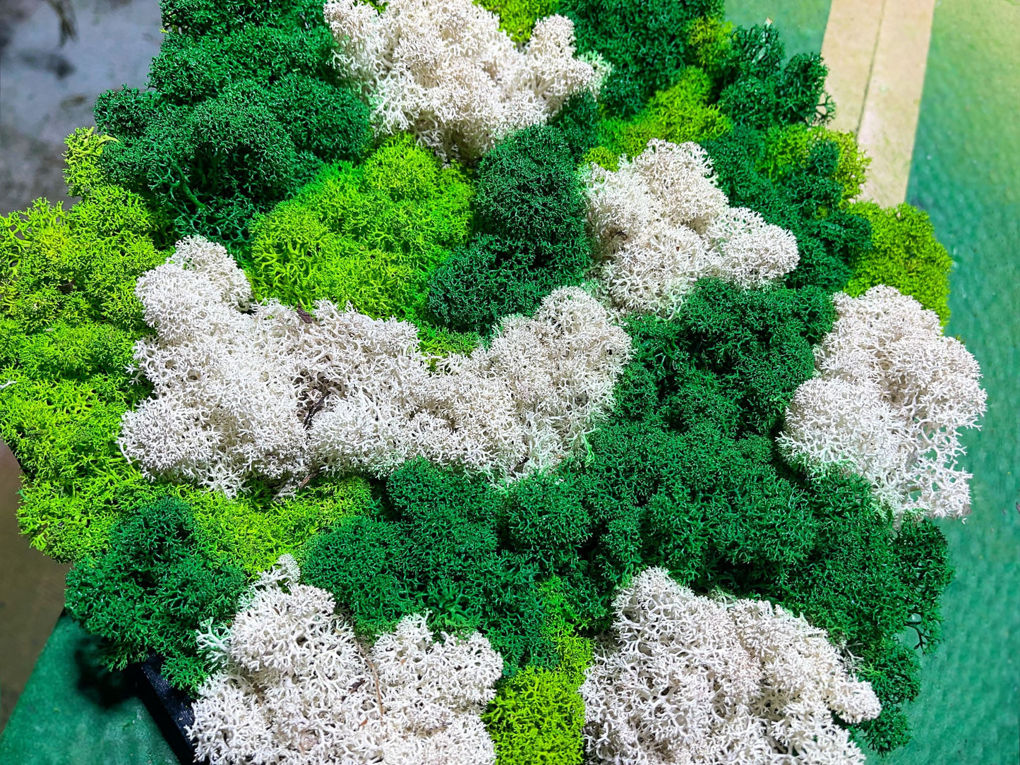 Geschenk Rahmen Hexagon Wabe Bienenwabe Waben modern Sechseck moos Moosbild Hellgrün Grün Natur Moobilder Mooswand Pflanzen Pflanzenbild Muttertag Geburtstag Wohnung Wand Deko Dekoration Islandmoos Rentiermoos Trikolor Tricolor Natur natürlich Wandbegrünung