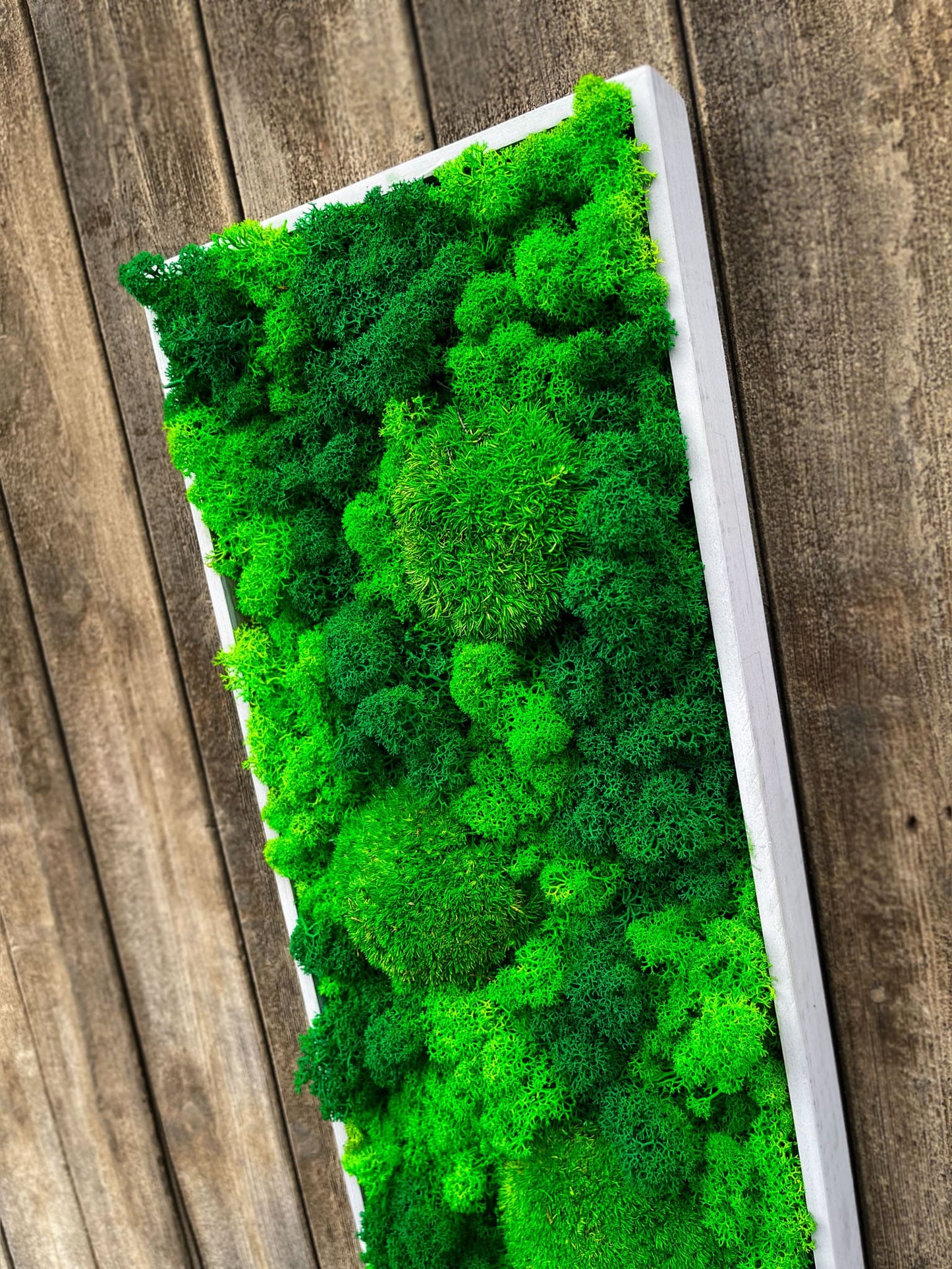 Geschenk Rahmen modern moos Moosbild Hellgrün Grün Natur Moobilder Mooswand Pflanzen Pflanzenbild Flachmoos Waldmoos Muttertag Geburtstag Wohnung Wand Deko Dekoration Islandmoos Rentiermoos Ranke Ranken innen grün Rechteck Gedankenwunder Manufaktur handmade Handarbeit Ball Kugel Hügel