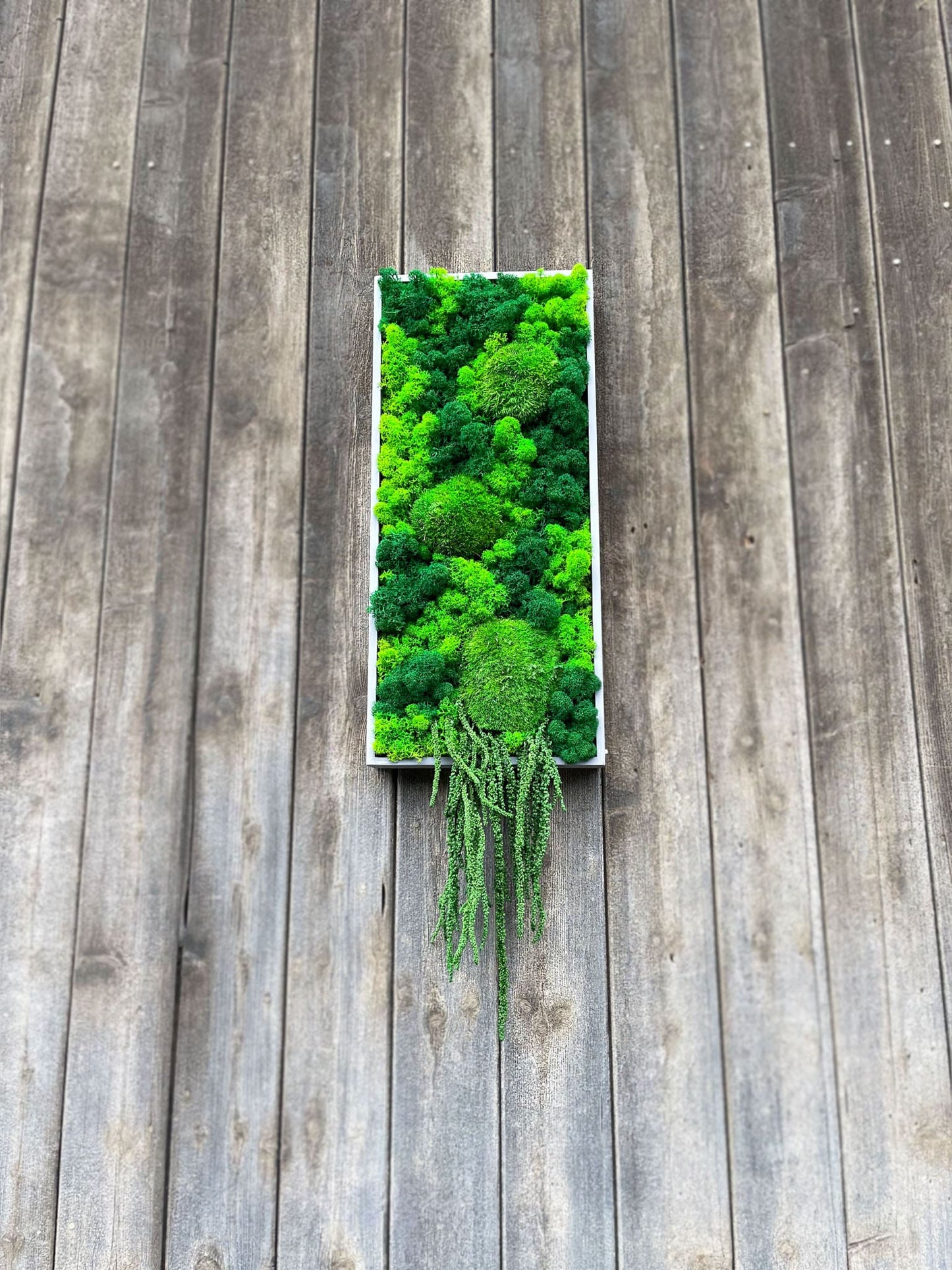 Geschenk Rahmen modern moos Moosbild Hellgrün Grün Natur Moobilder Mooswand Pflanzen Pflanzenbild Flachmoos Waldmoos Muttertag Geburtstag Wohnung Wand Deko Dekoration Islandmoos Rentiermoos Ranke Ranken innen grün Rechteck Gedankenwunder Manufaktur handmade Handarbeit Brett Rechteck