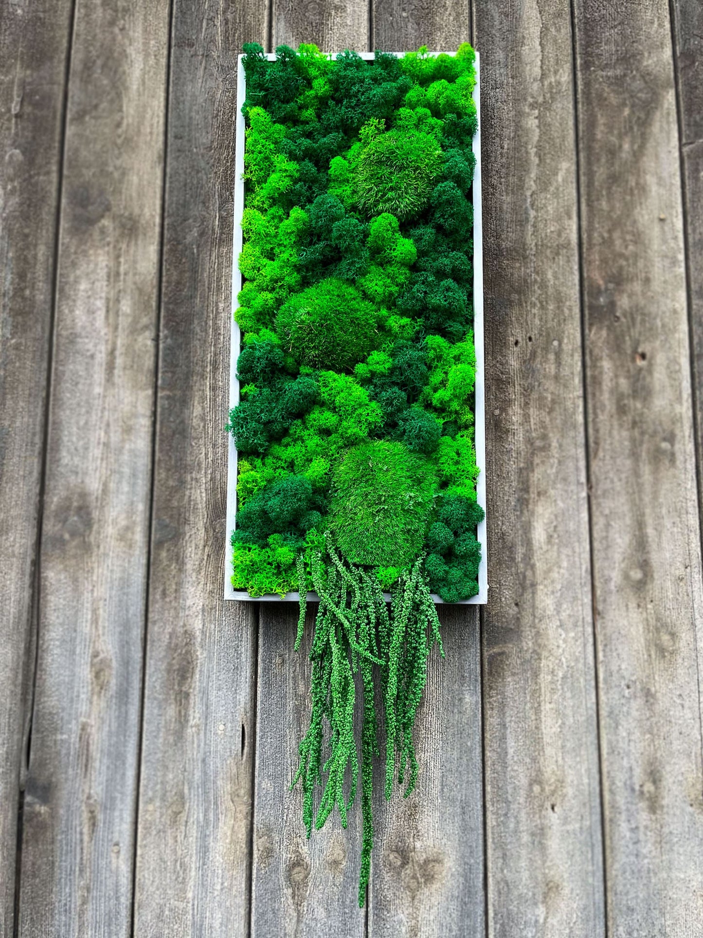 Geschenk Rahmen modern moos Moosbild Hellgrün Grün Natur Moobilder Mooswand Pflanzen Pflanzenbild Flachmoos Waldmoos Muttertag Geburtstag Wohnung Wand Deko Dekoration Islandmoos Rentiermoos Ranke Ranken innen grün Rechteck Gedankenwunder Manufaktur handmade Handarbeit Büro Office