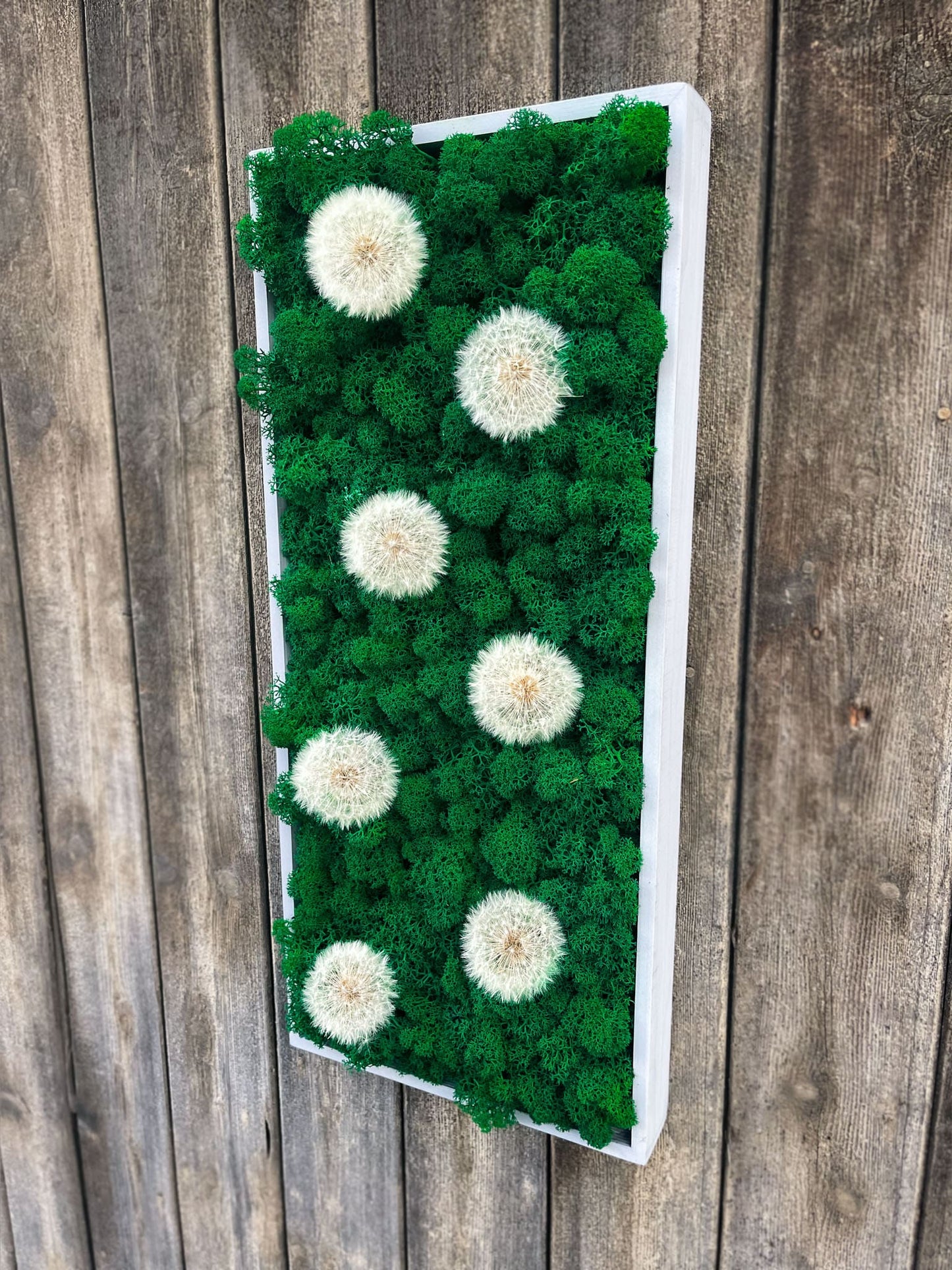 Geschenk Rahmen modern moos Moosbild Hellgrün Grün Natur Moobilder Mooswand Pflanzenbild Muttertag Geburtstag Wohnung Wand Deko Dekoration Islandmoos Rentiermoos innen grün Wald Innenraum Deko Dekoration Pusteblume Pusteblumen Fee Wunscherfüller Löwenzahn Bild