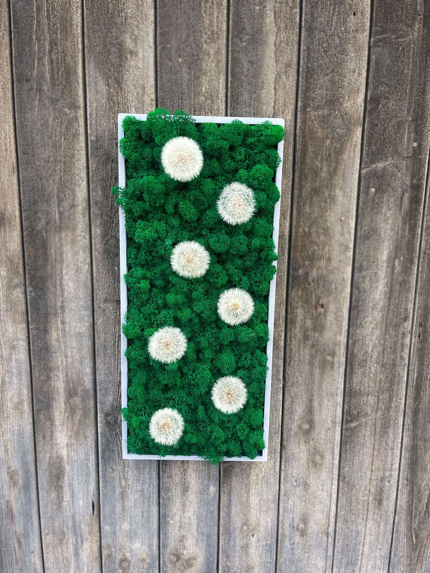 Geschenk Rahmen modern moos Moosbild Hellgrün Grün Natur Moobilder Mooswand Pflanzenbild Muttertag Geburtstag Wohnung Wand Deko Dekoration Islandmoos Rentiermoos innen grün Wald Innenraum Deko Dekoration Pusteblume Pusteblumen Fee Wunscherfüller Löwenzahn Bild Wunsch Farbton