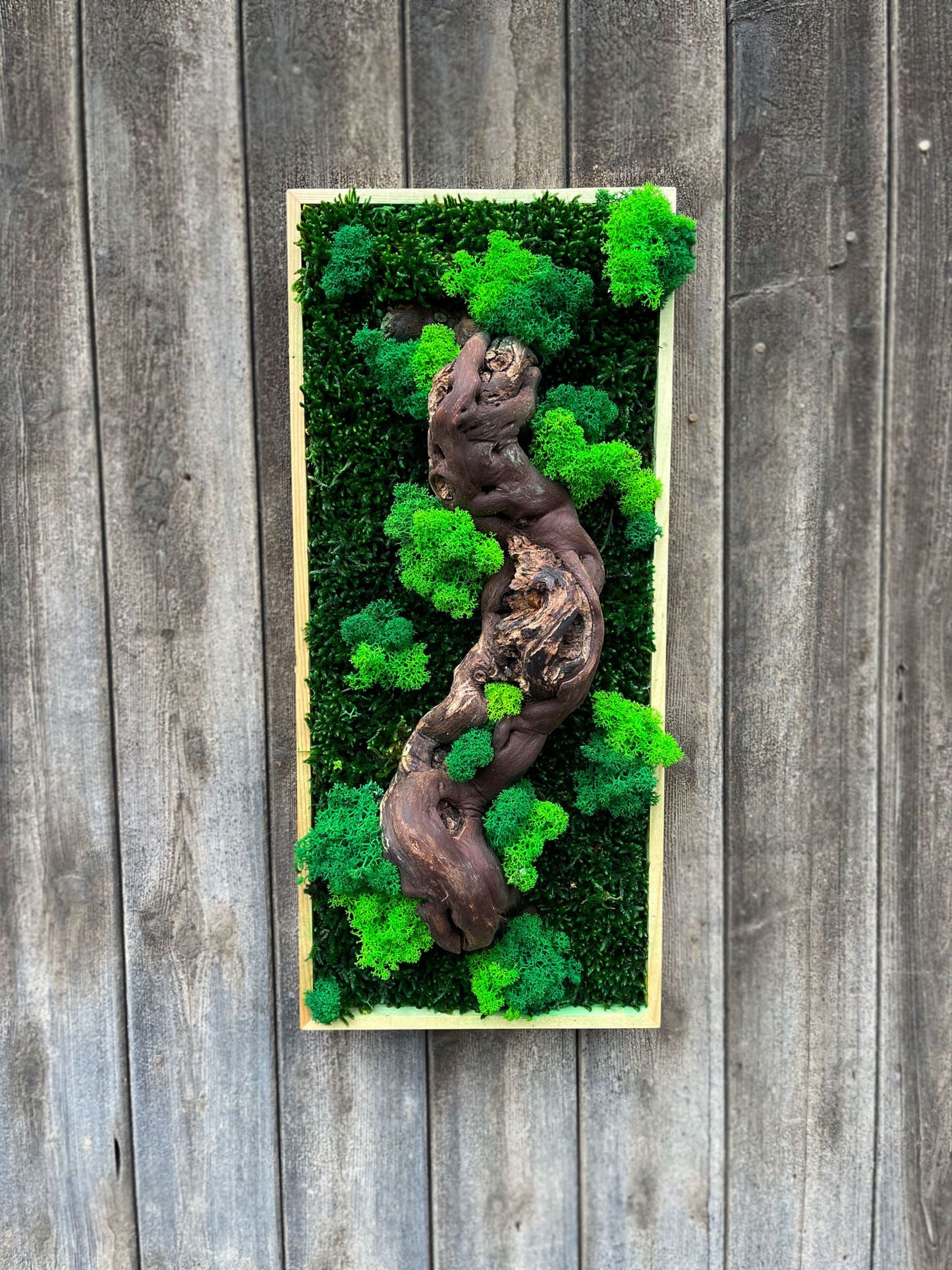 Geschenk Rahmen modern moos Moosbild Hellgrün Grün Natur Moobilder Mooswand Pflanzen Pflanzenbild Flachmoos Waldmoos Muttertag Geburtstag Wohnung Wand Deko Dekoration Islandmoos Rentiermoos Ast Teak Treibholz innen grün Wald Innenraum Deko Dekoration verschwungen geschwungen Baum Lebensbaum Leben Dekoast Äste Flocken