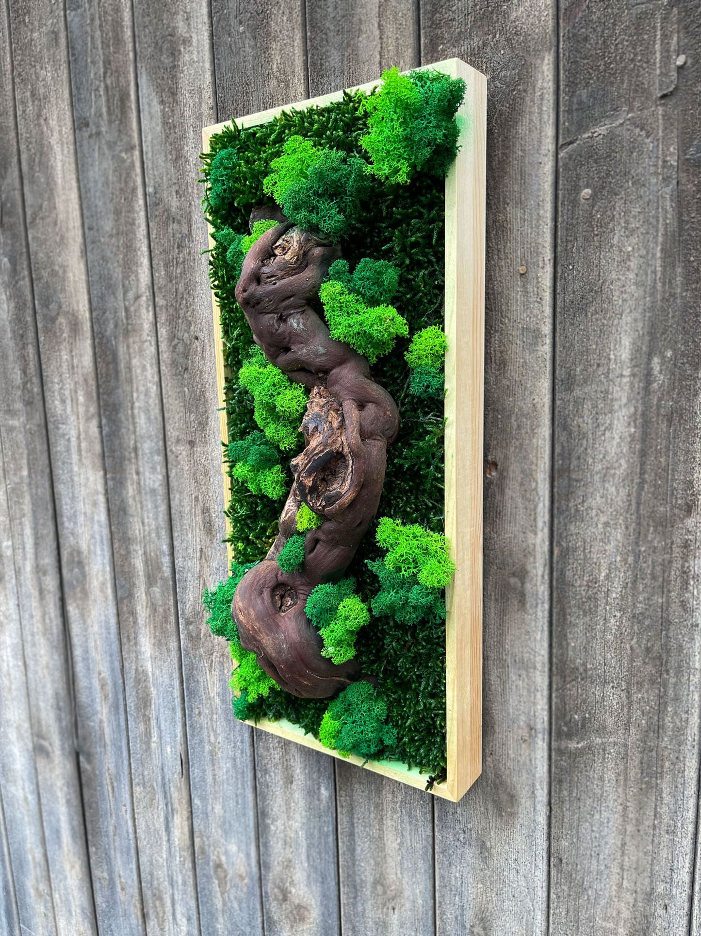 Geschenk Rahmen modern moos Moosbild Hellgrün Grün Natur Moobilder Mooswand Pflanzen Pflanzenbild Flachmoos Waldmoos Muttertag Geburtstag Wohnung Wand Deko Dekoration Islandmoos Rentiermoos Ast Teak Treibholz innen grün Wald Innenraum Deko Dekoration verschwungen geschwungen Baum Lebensbaum Leben Dekoast Äste Wein Weinrebe Rebe