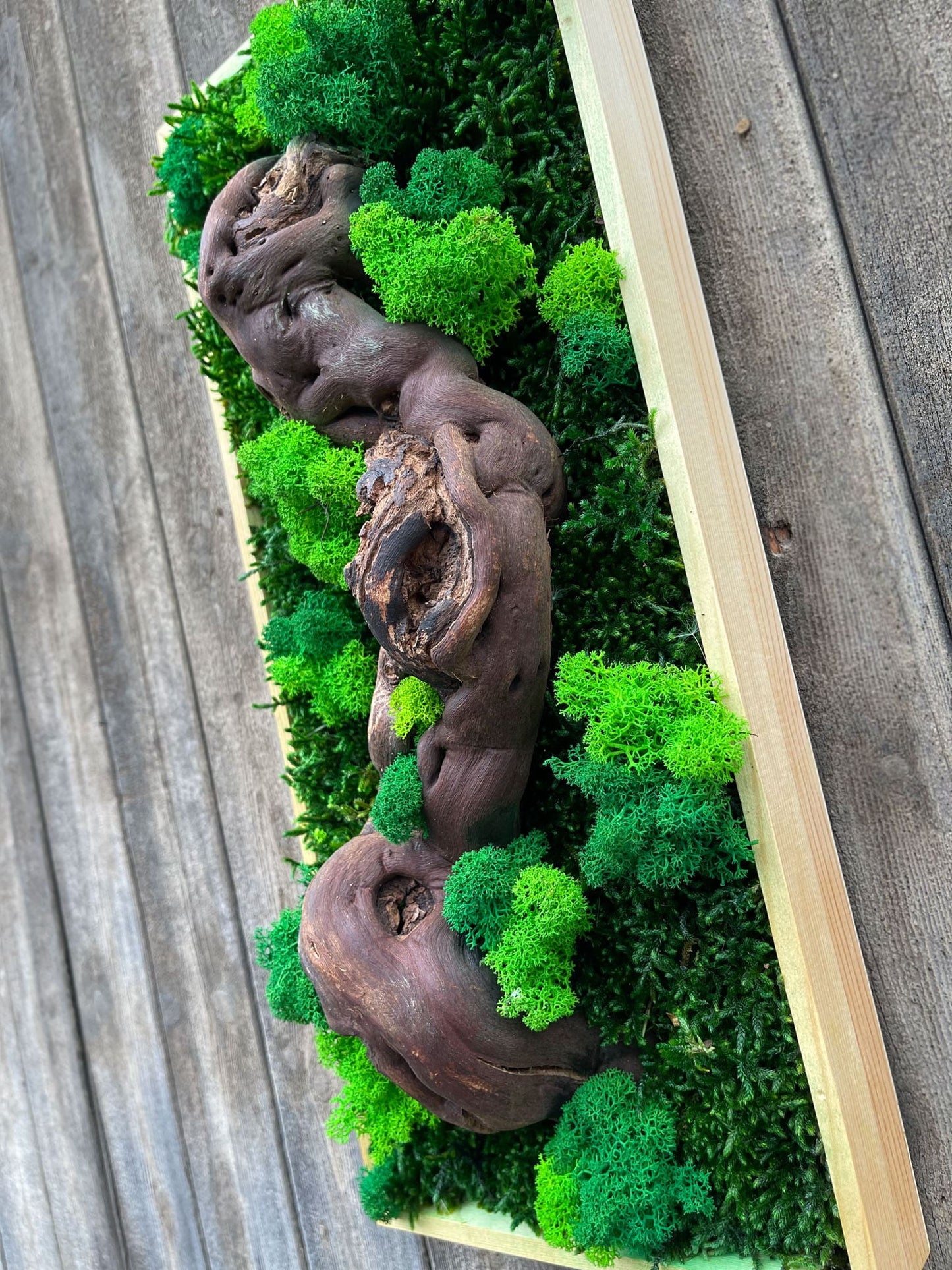 Geschenk Rahmen modern moos Moosbild Hellgrün Grün Natur Moobilder Mooswand Pflanzen Pflanzenbild Flachmoos Waldmoos Muttertag Geburtstag Wohnung Wand Deko Dekoration Islandmoos Rentiermoos Ast Teak Treibholz innen grün Wald Innenraum Deko Dekoration verschwungen geschwungen Baum Lebensbaum Leben Dekoast Äste Rechteck