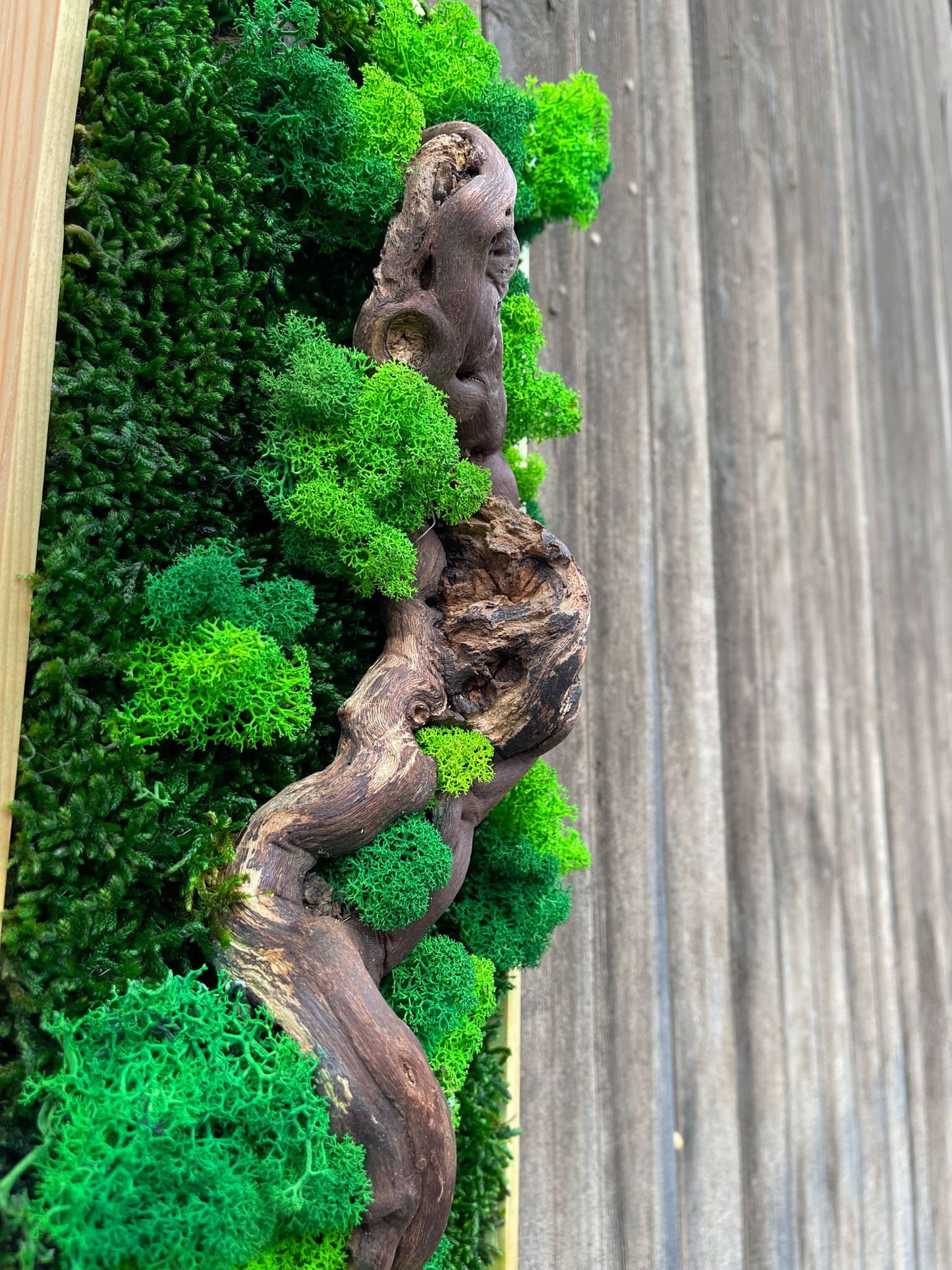 Geschenk Rahmen modern moos Moosbild Hellgrün Grün Natur Moobilder Mooswand Pflanzen Pflanzenbild Flachmoos Waldmoos Muttertag Geburtstag Wohnung Wand Deko Dekoration Islandmoos Rentiermoos Ast Teak Treibholz innen grün Wald Innenraum Deko Dekoration verschwungen geschwungen Baum Lebensbaum Leben Dekoast Äste Bollen moosbollen